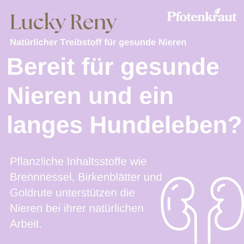 Pfotenkraut Nieren Kräuter  LUCKY RENY