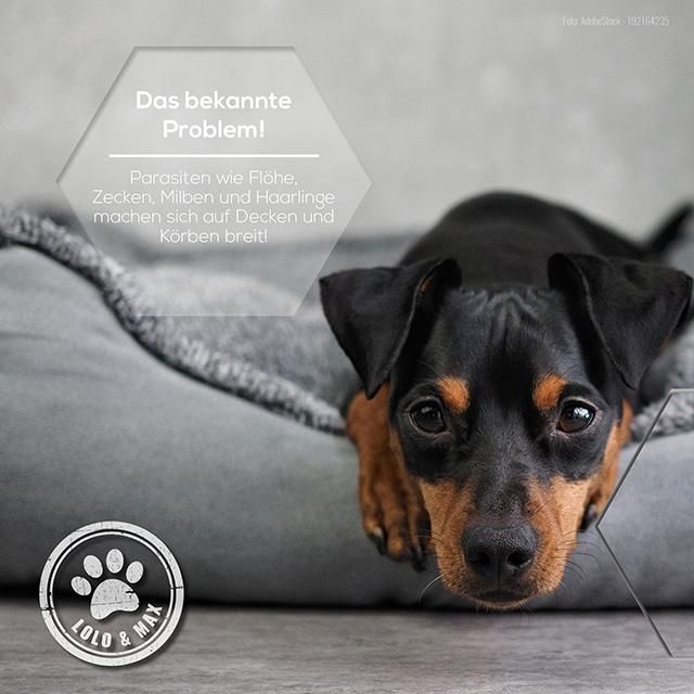 Kleiner Hund liegt in einem grauen Hundebett. Logo von Lolo & Max.