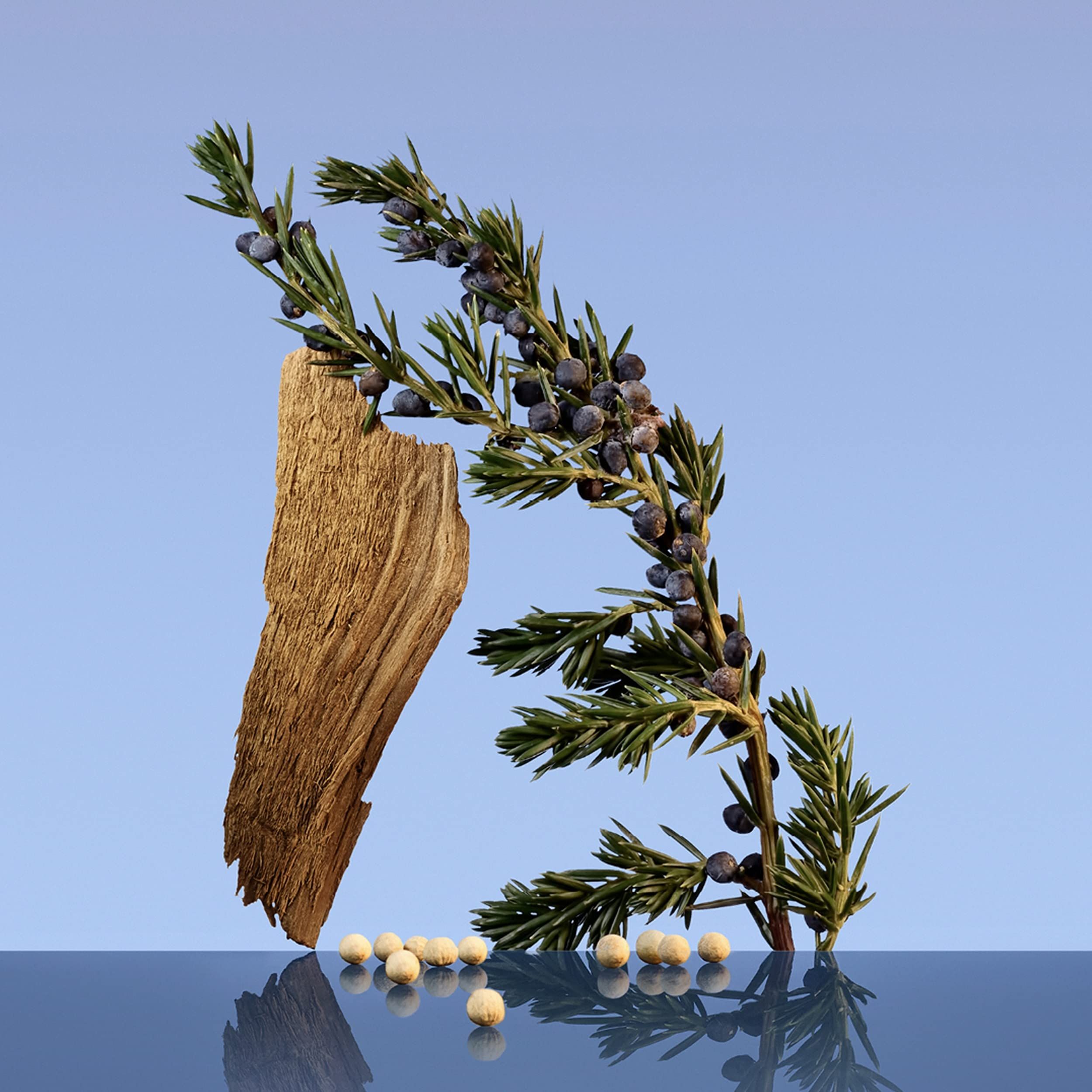 Zweig mit Wacholderbeeren, Holzstück und Pfefferkörnern. Auf blauem Hintergrund mit Spiegelung.