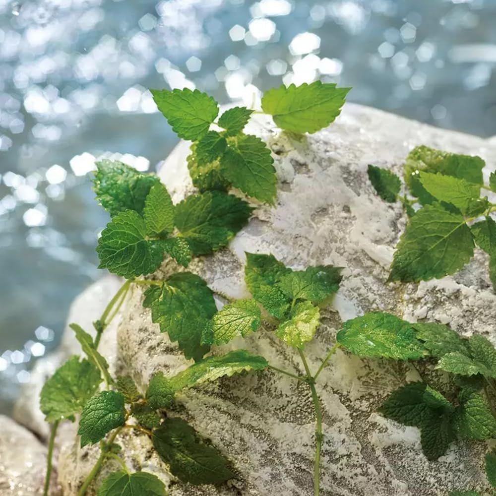 Grüne Blätter auf einem Stein. Hintergrund: Wasser.