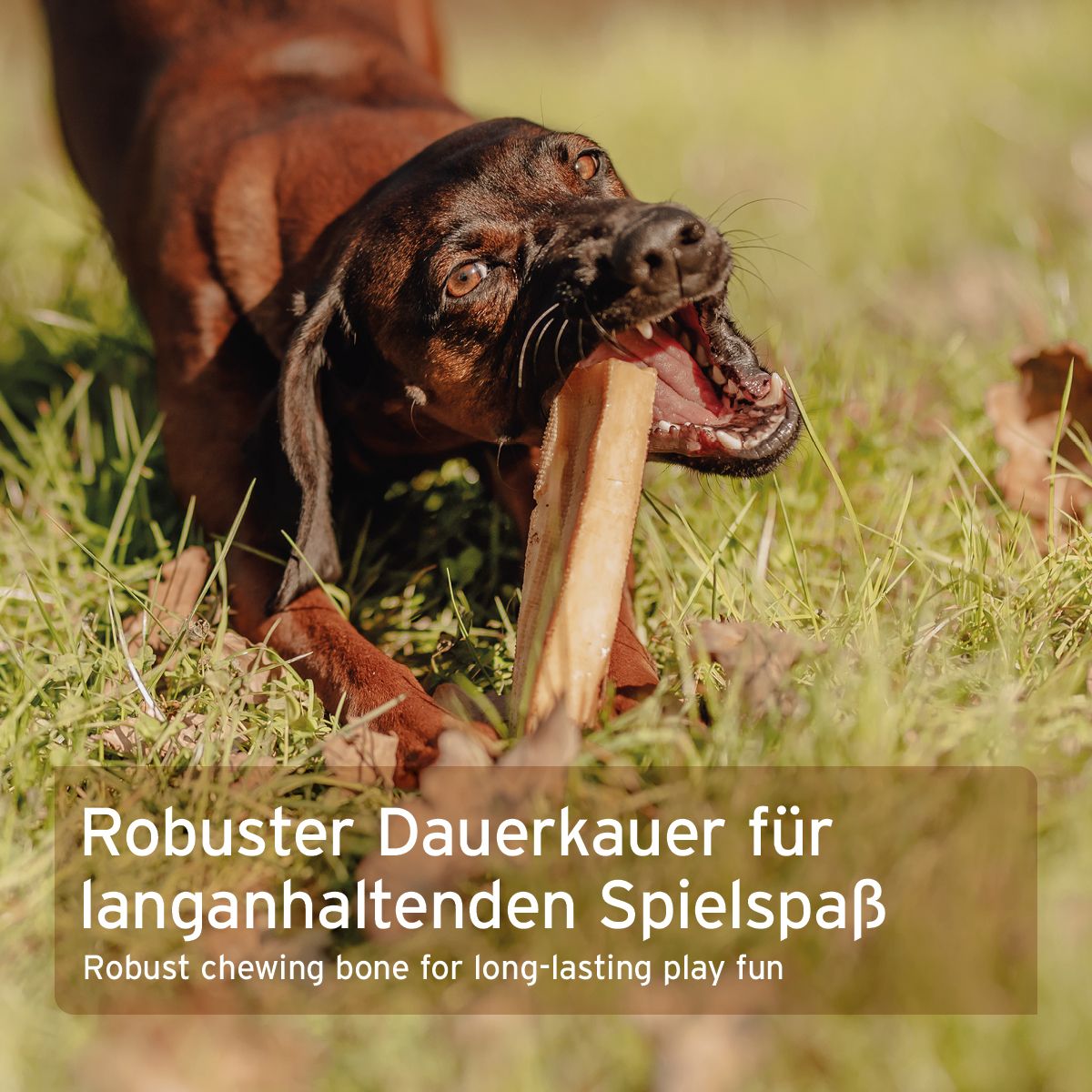 Ein Hund kaut auf einem Käsekauknochen. Text: Robuster Dauerkauer für langanhaltenden Spielspaß.