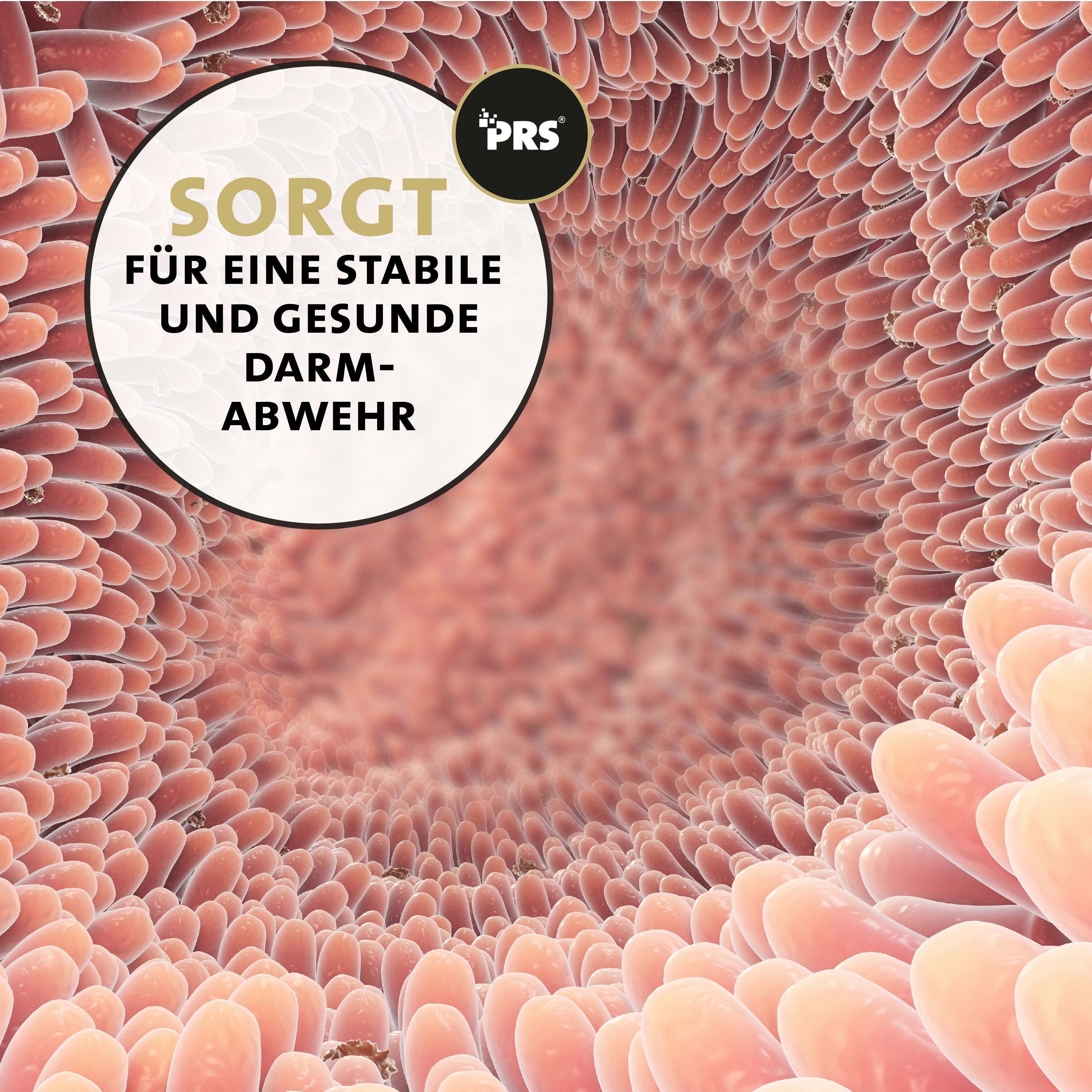 Darmansicht. Text: Sorgt für eine stabile und gesunde Darmabwehr.