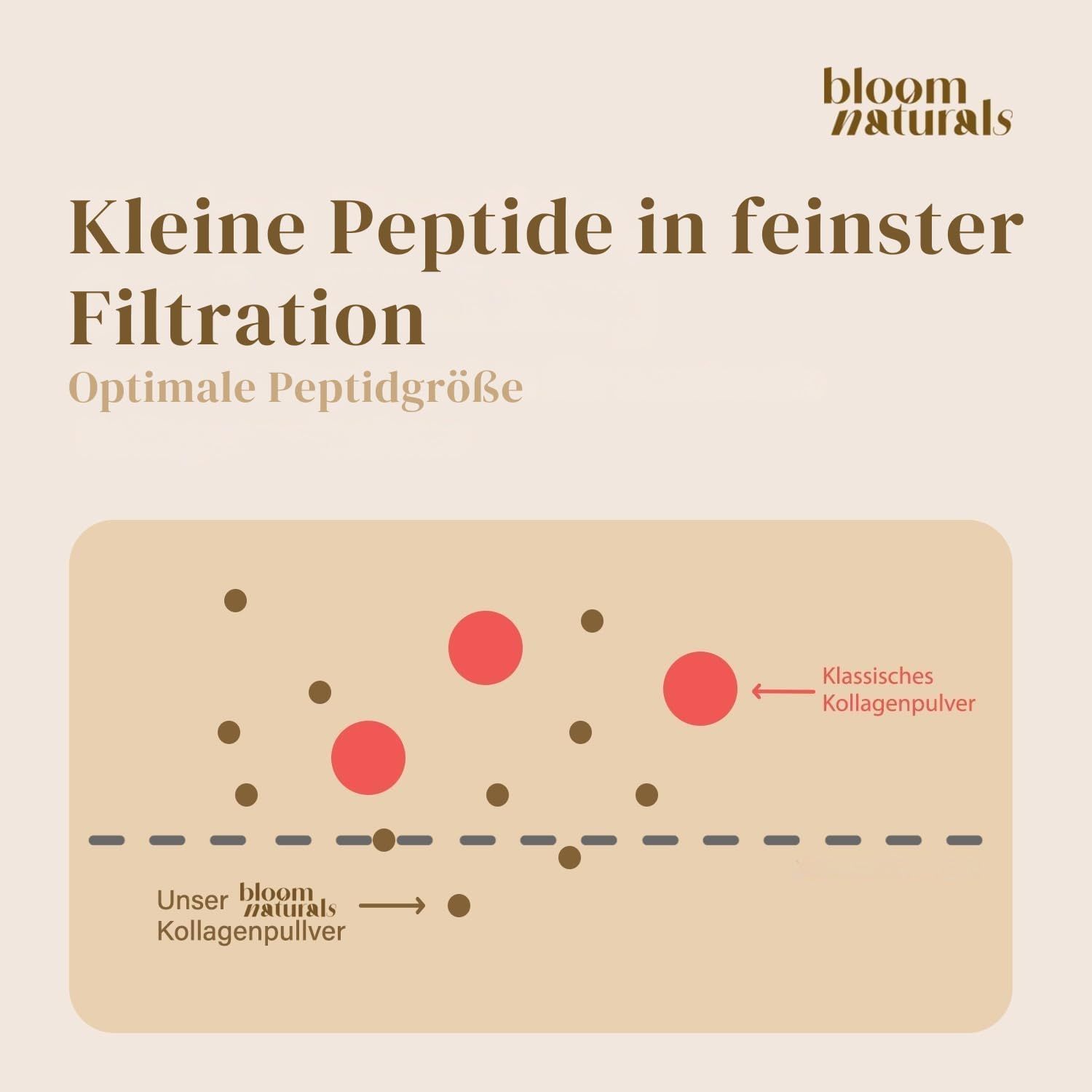 Grafik mit roten und braunen Punkten. Text: Kleine Peptide in feinster Filtration, Optimale Peptidgröße, Bloom Naturals Kollagenpulver.