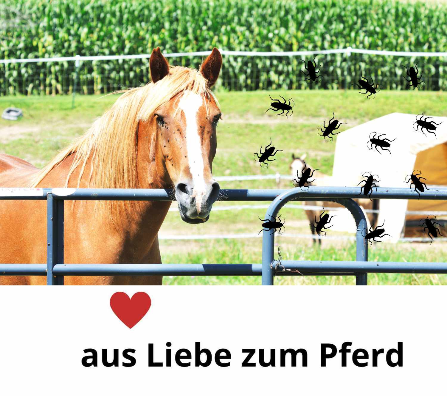 Schopf  Insektenbremse Spray