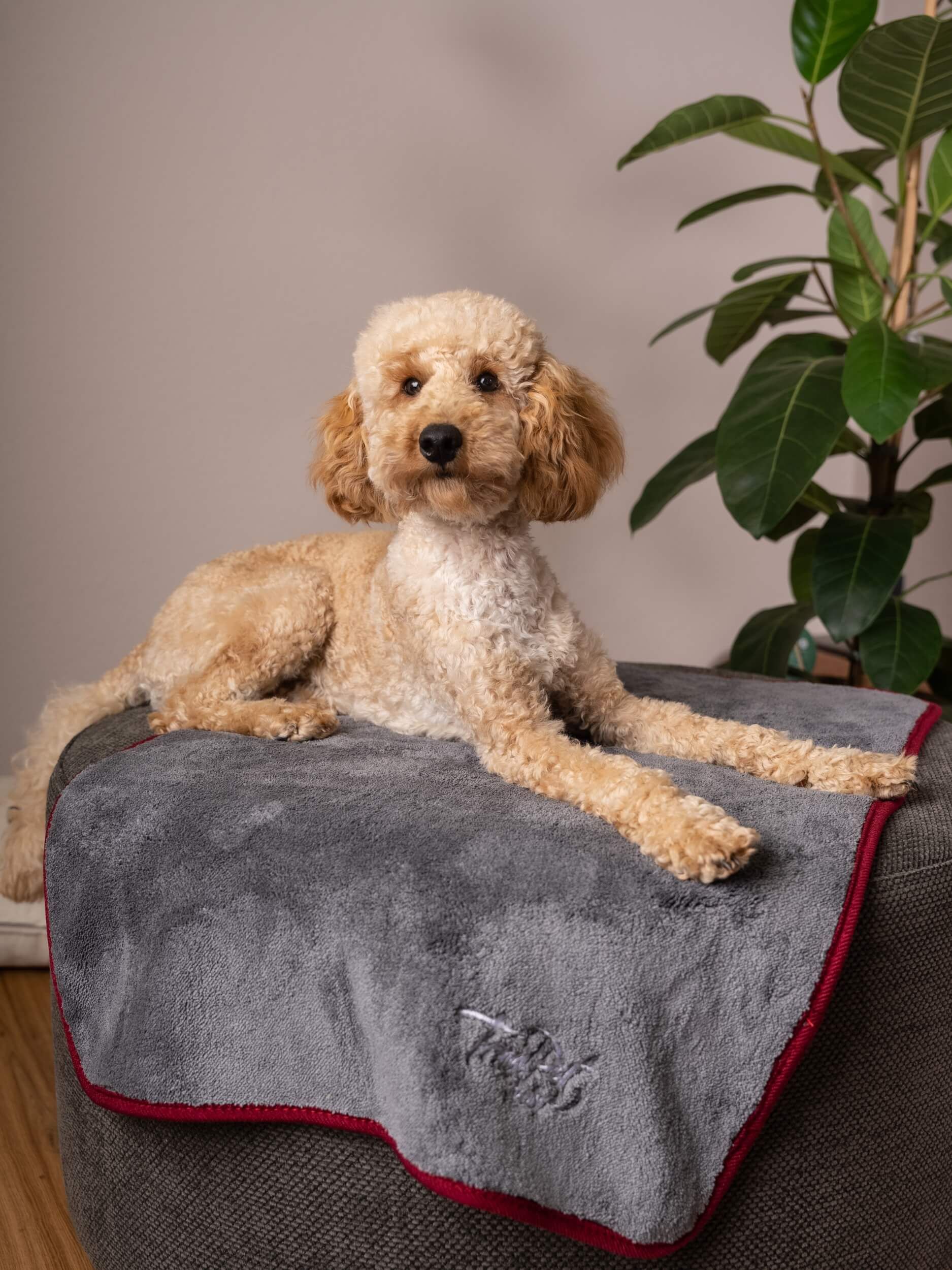 Hund sitzt auf grauem Trockentuch mit roter Umrandung. TrendPet Ruby Logo.