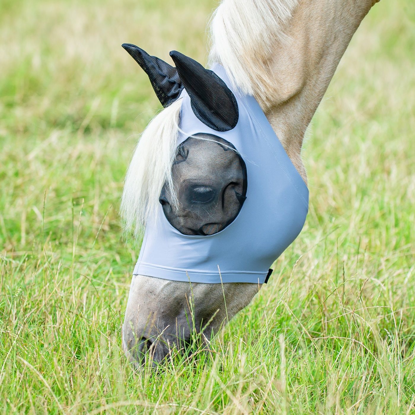 Graue Fliegenmaske am Pferd. Schwarze Ohren und Augenpartie. Das Pferd frisst auf einer Wiese.