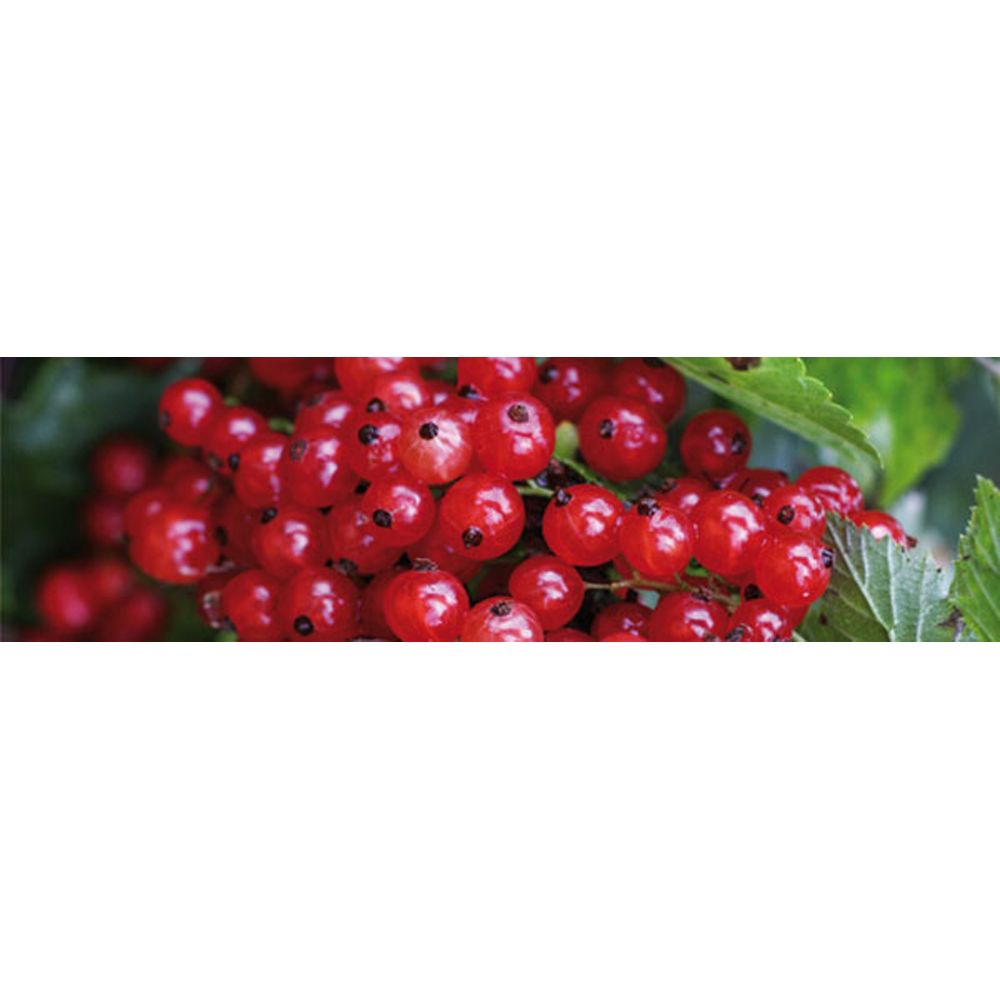 Nahaufnahme von roten Johannisbeeren an einem Zweig.