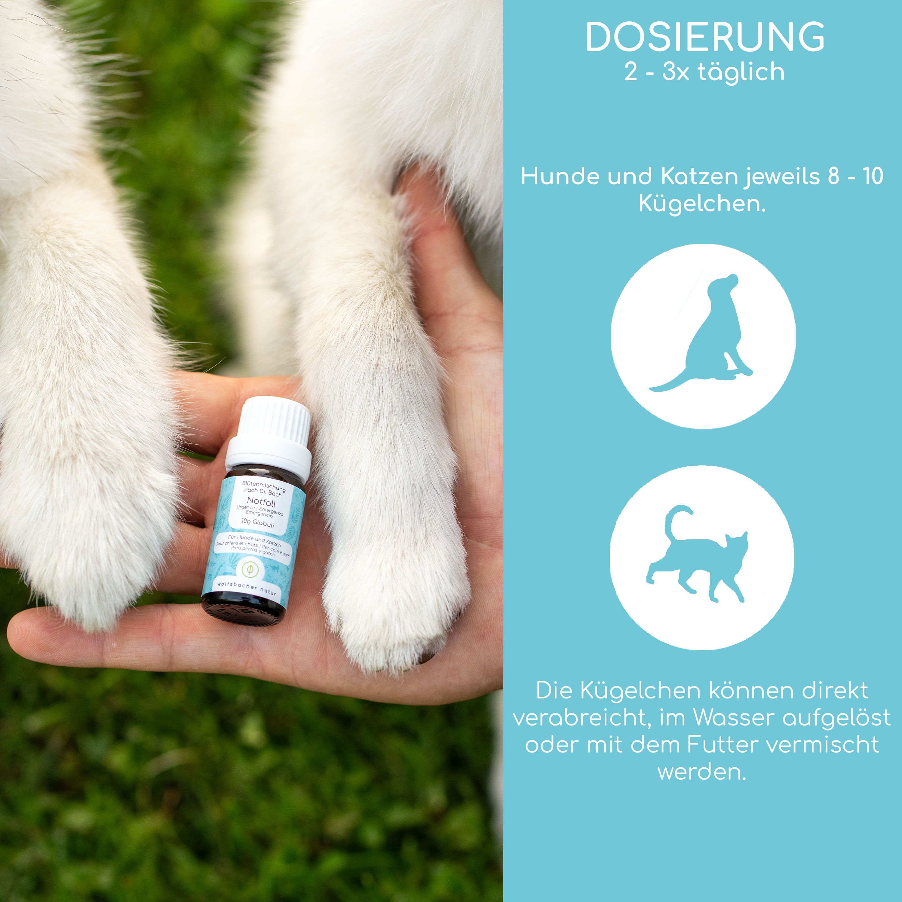 Kleine braune Flasche mit Produktetikett in einer Hand, neben Hundepfoten. Aufschrift: Notfall, Globuli, für Hunde und Katzen. Dosierung.