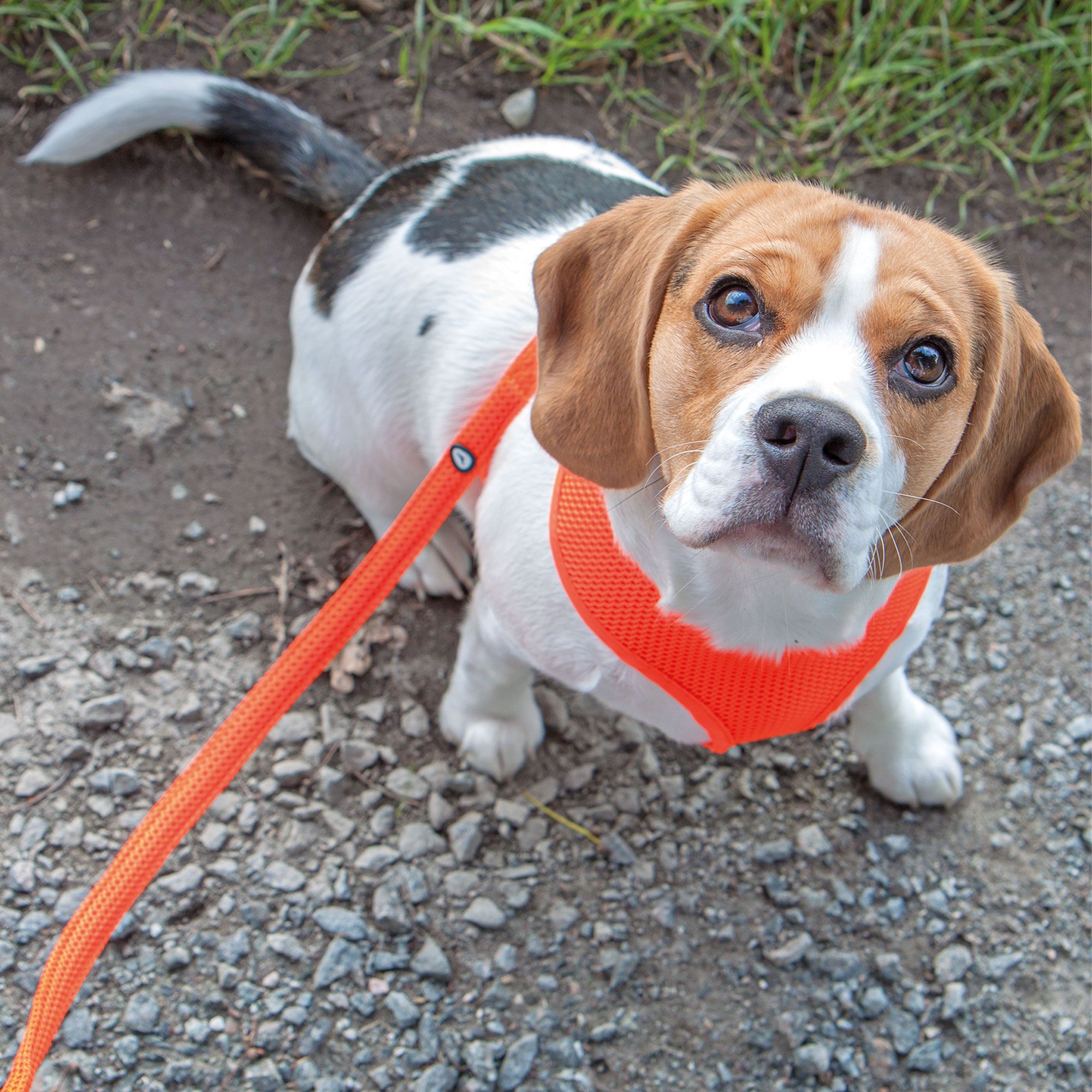 Mesh-Original Leichtgeschirr - leichtes neonfarbiges Hundegeschirr