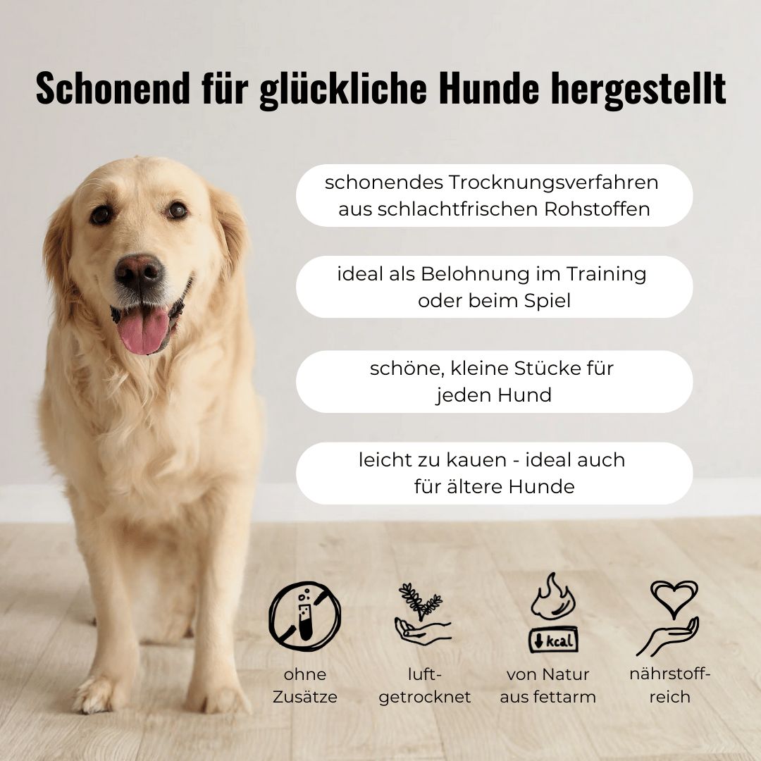 Ein Golden Retriever steht auf einem Holzboden und schaut nach vorne.