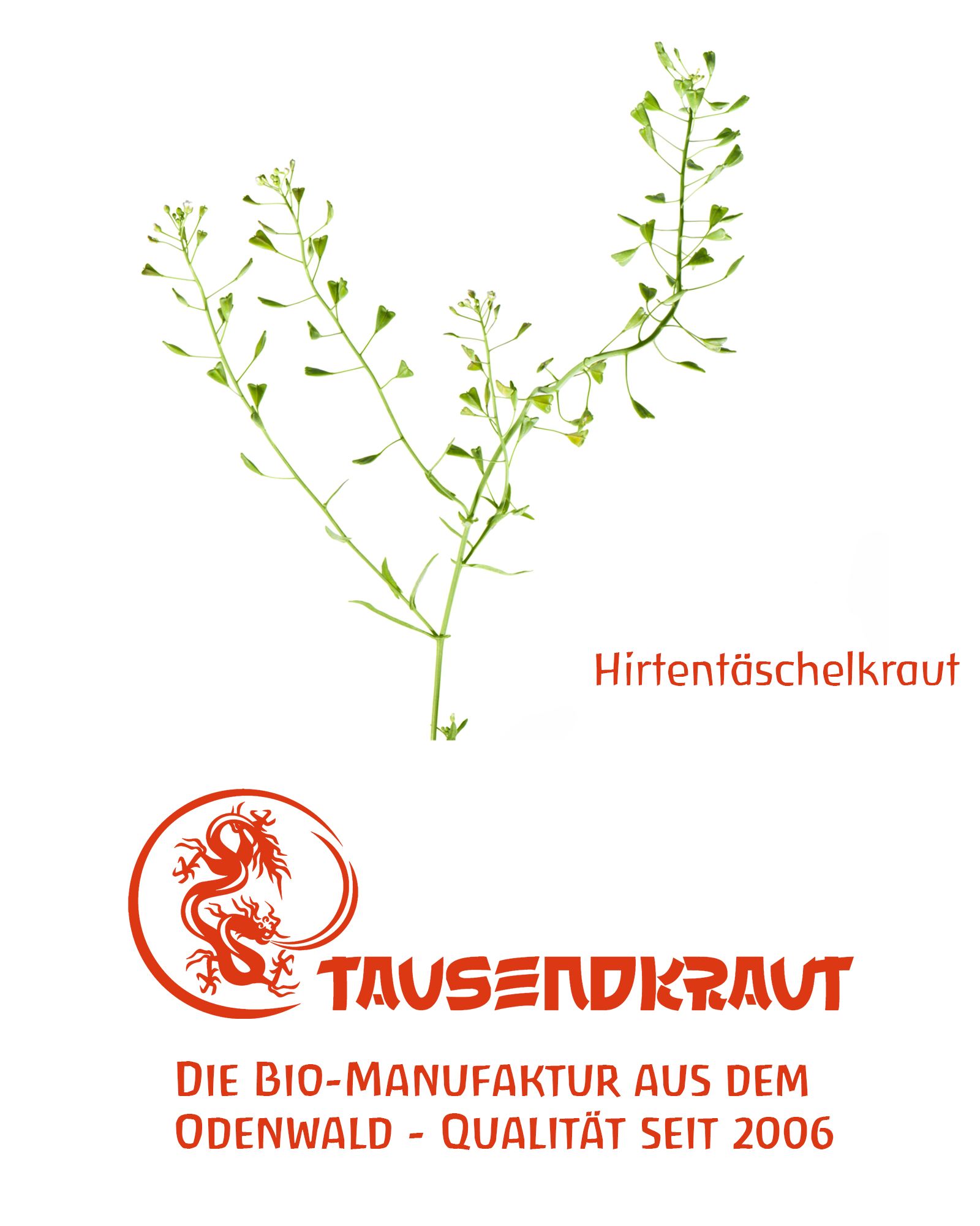 Tausendkraut Hirtentäschelkraut BIO