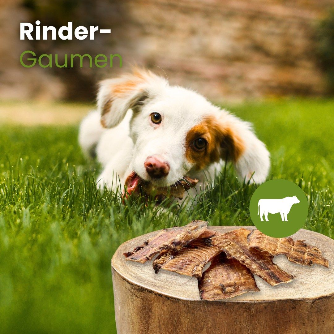 Ein Hund kaut auf einem Stück getrocknetem Rindergaumen im Gras.