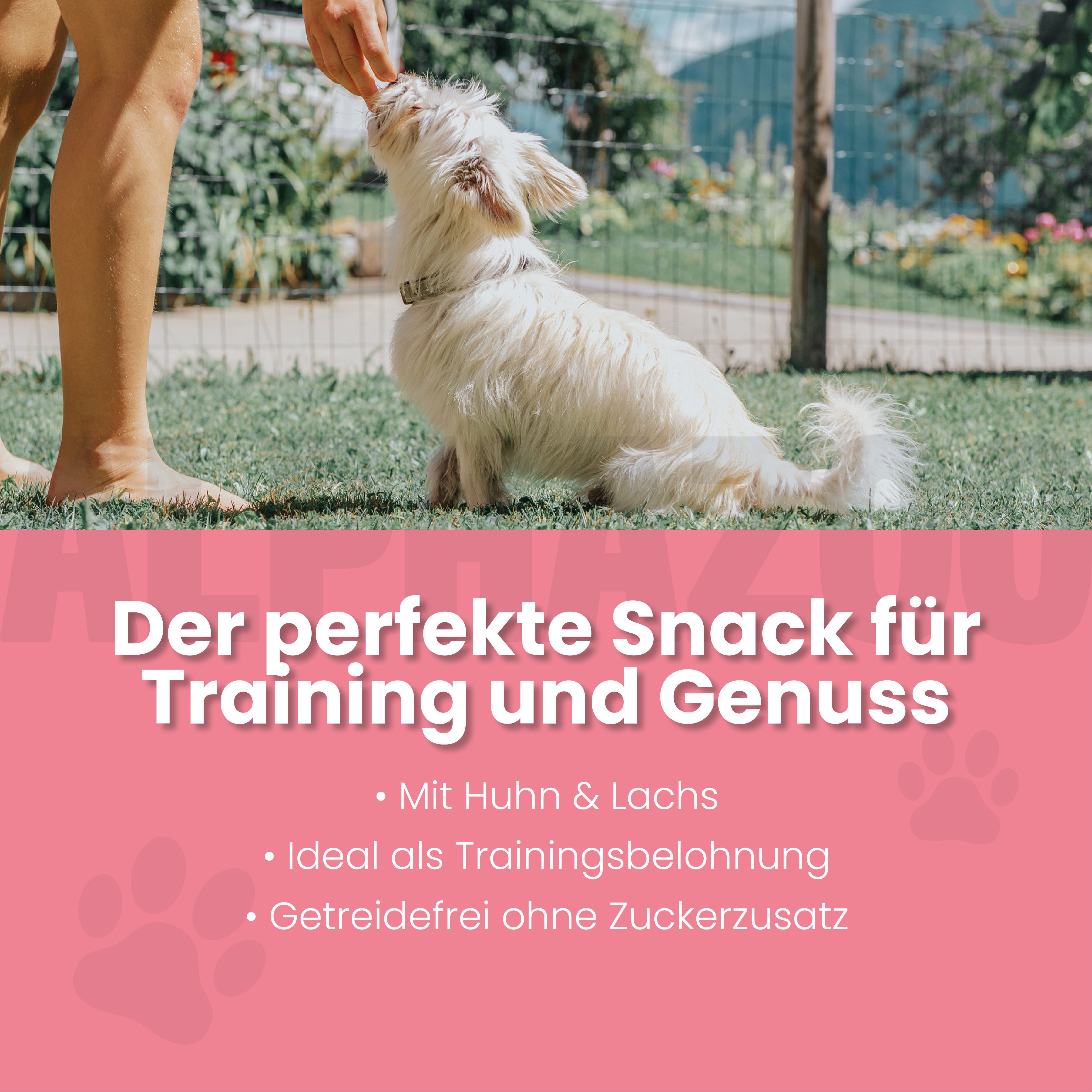 Ein kleiner weißer Hund sitzt auf Gras und nimmt Leckerli aus einer Hand. Text: Der perfekte Snack für Training und Genuss.