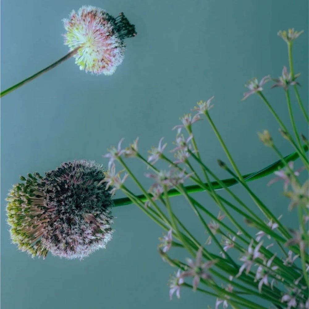 Zero Skin Mizellenreiniger, hydratisierend beruhigend für alle Hauttypen und empfindliche Haut