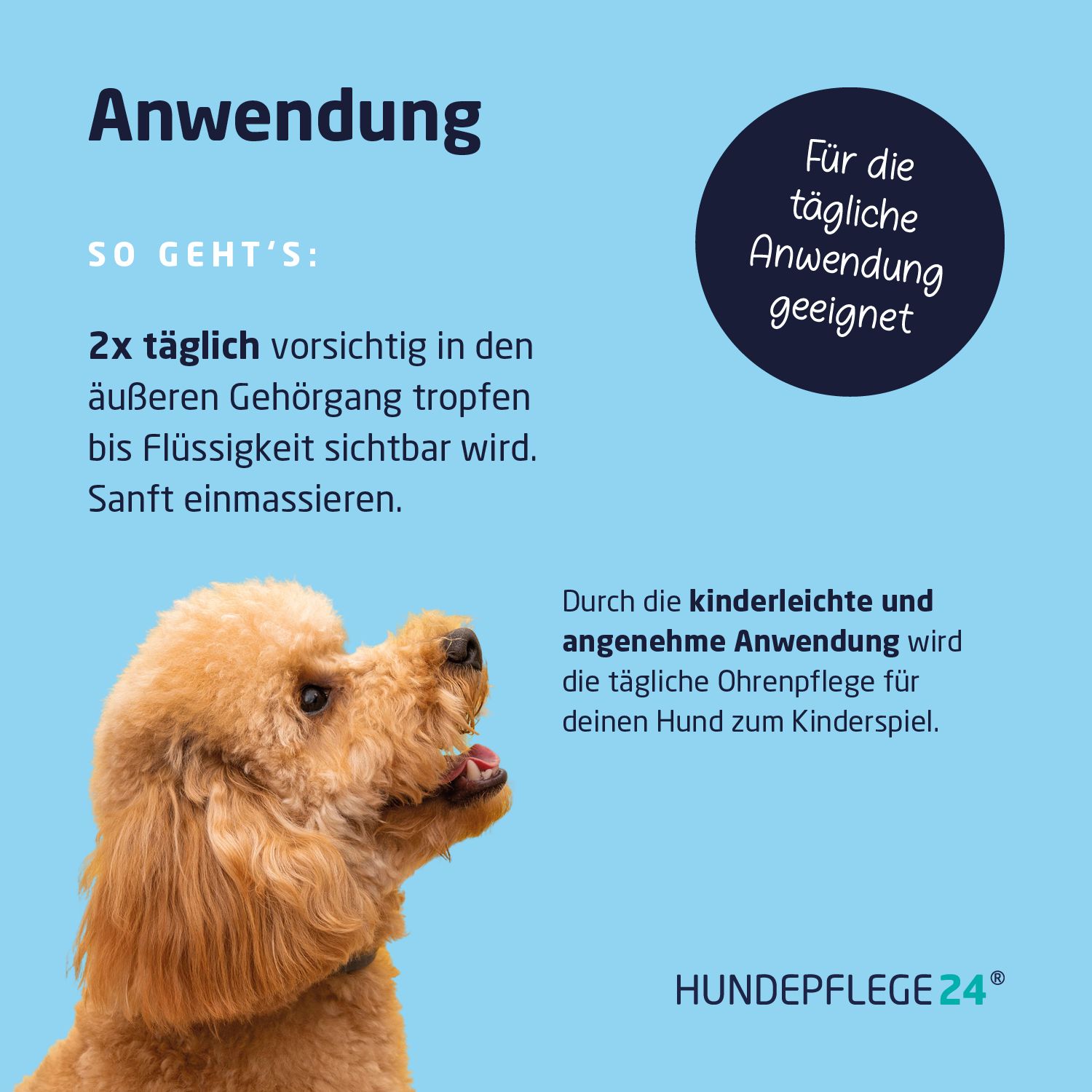Anwendung: 2x täglich in den äußeren Gehörgang tropfen. Hund mit braunem Fell, blaue Fläche mit Logo: Hundepflege24.