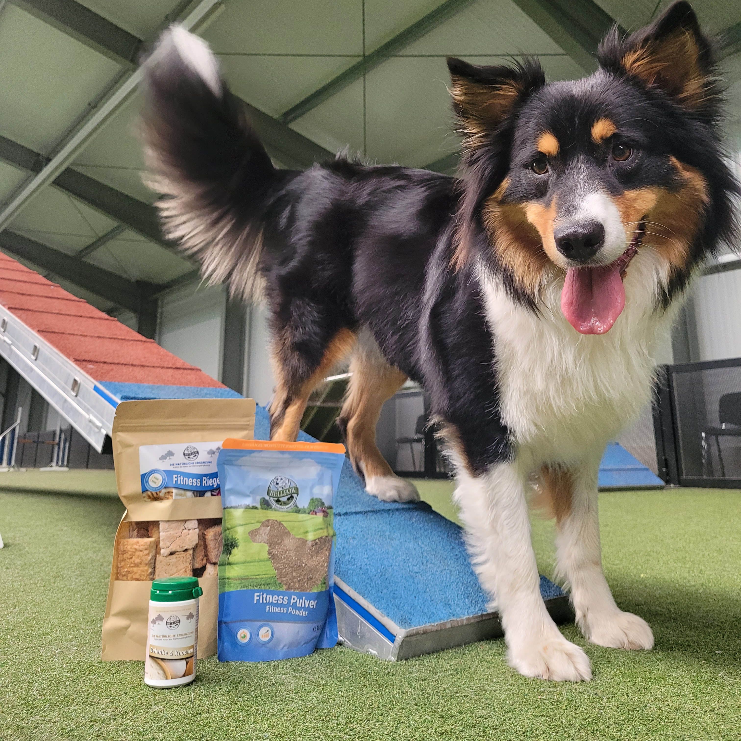 Bellfor Nahrungsergänzung für Sporthunde - Fitness Riegel