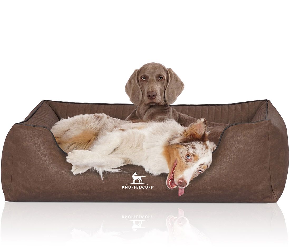 Hundebett mit zwei Hunden. Braunes, orthopädisches Bett. Marke: Knuffelwuff. Ein Hund liegt, einer sitzt.