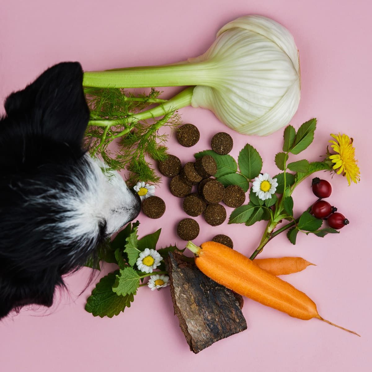 Hundekekse, Fenchel, Karotten, Kräuter und Beeren auf rosa Hintergrund, mit einem Hundekopf.
