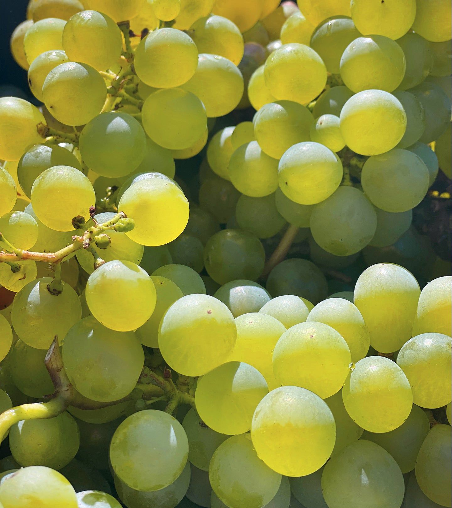 Nahaufnahme von grünen Trauben. Viele runde, grüne Trauben mit Sonnenlicht.