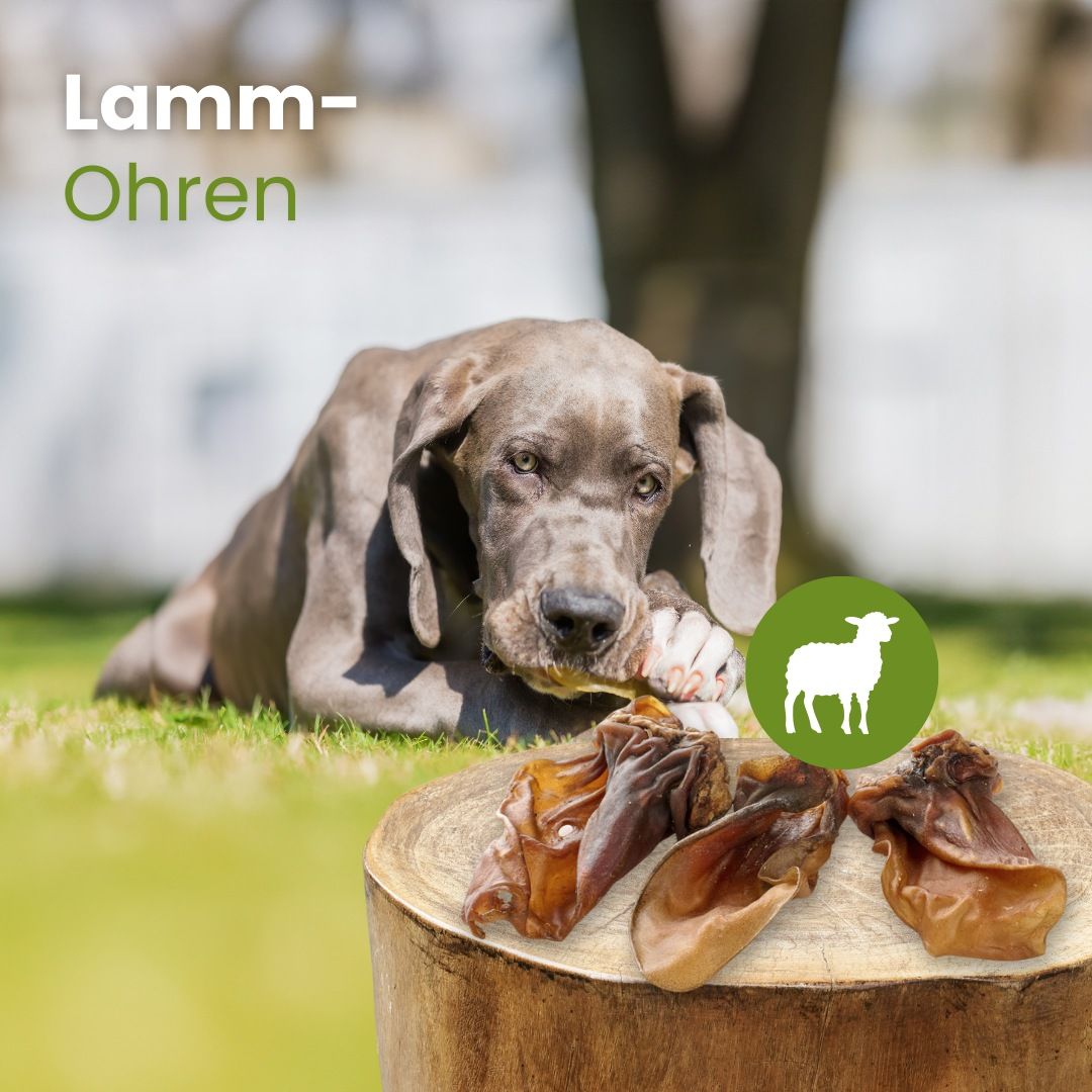 Ein Hund kaut auf einem getrockneten Lamm-Ohr, daneben liegen drei weitere.