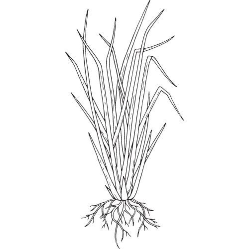 Alteya Organics Vetiveröl 100%