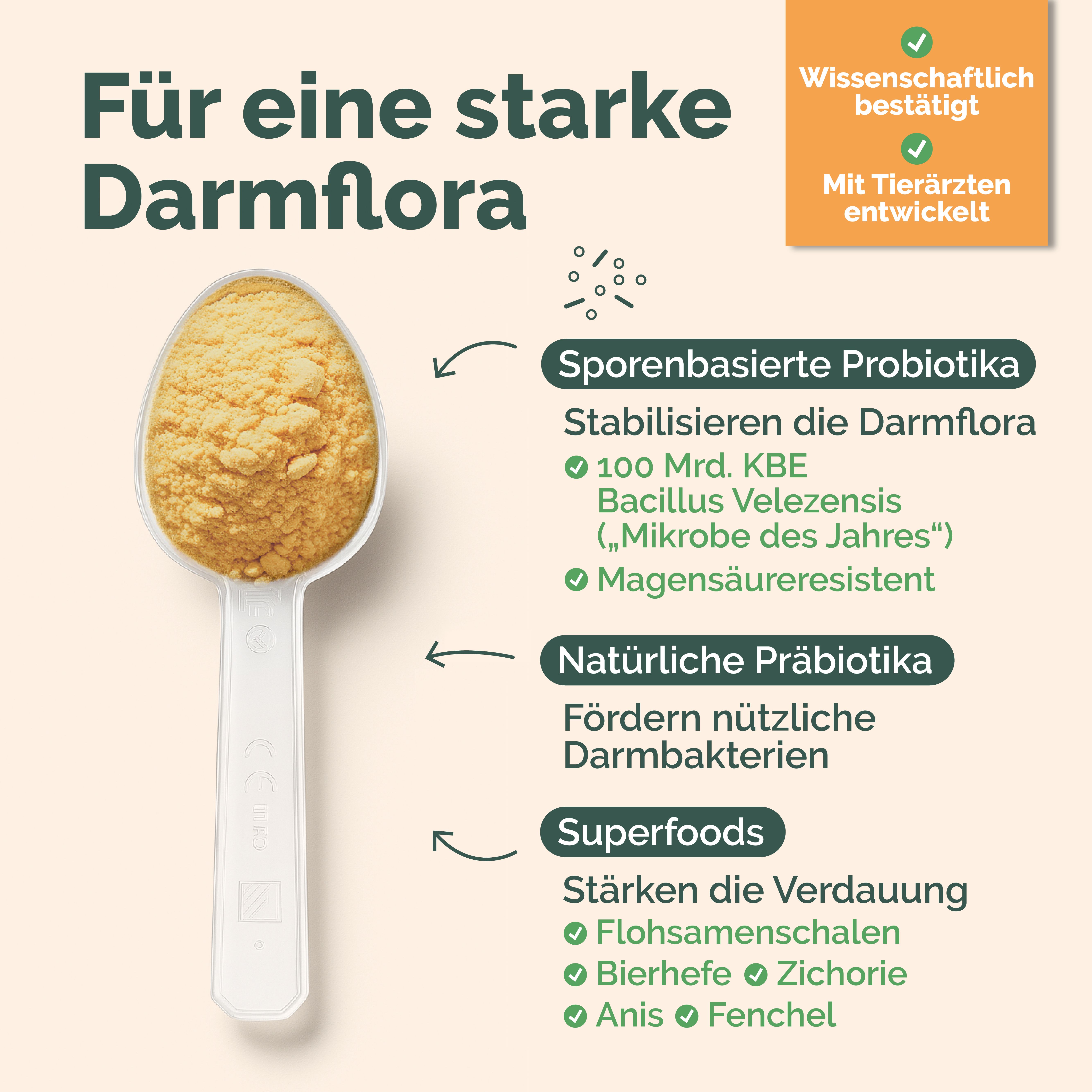 Ein Löffel mit gelbem Pulver. Daneben Text über probiotische und präbiotische Inhaltsstoffe für eine starke Darmflora.