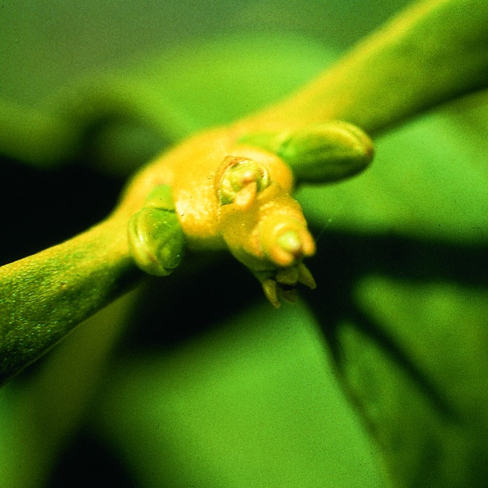 Nahaufnahme eines grünen Zweigs mit gelben Knospen. Detailaufnahme der Pflanze.