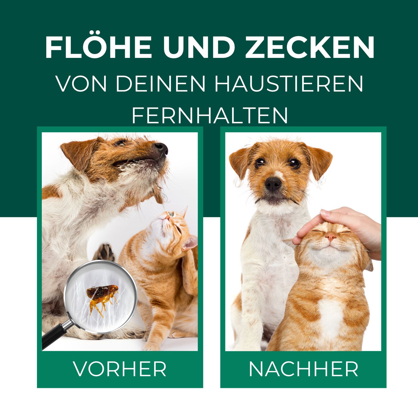 Vergleichsbilder: Hund und Katze vor und nach der Anwendung. Vergrößerte Floh-Ansicht. Text: Fernhalten von Flöhen und Zecken.