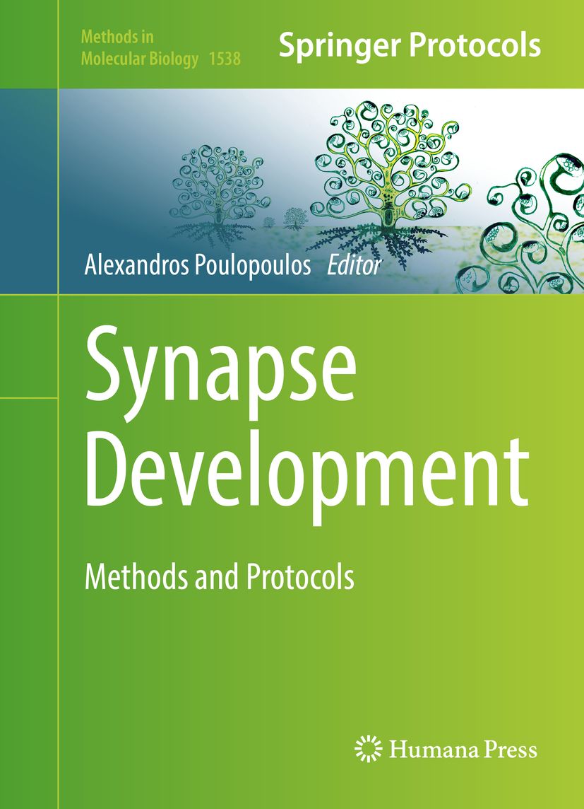 Synapse Development