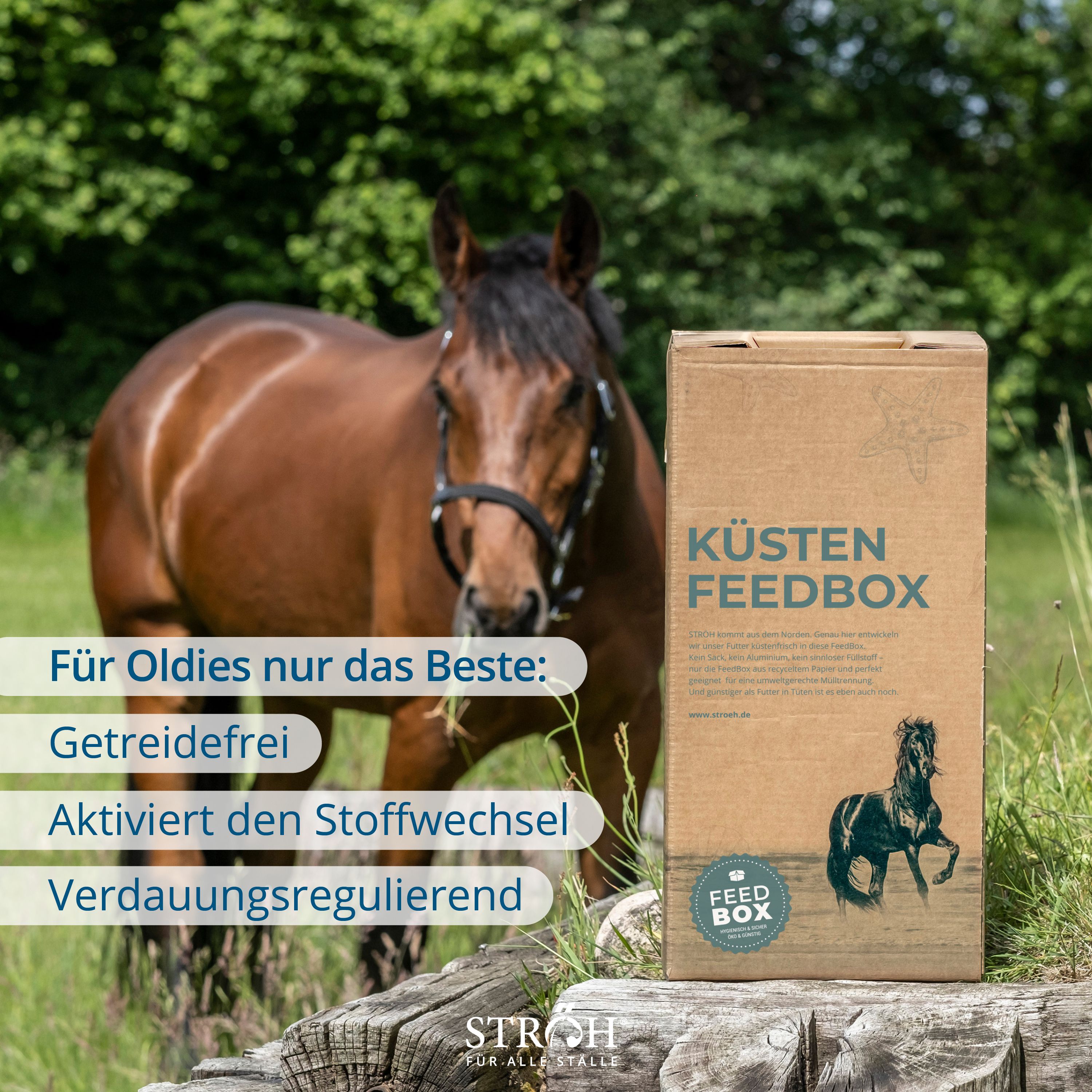 Pferd auf Wiese. Daneben Karton mit Aufdruck „KÜSTEN FEEDBOX“. Text: Für Oldies nur das Beste. Marke STRÖH.