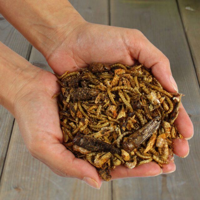 Hände halten eine Portion Insektenmix. Natürliche Umgebung. Holzuntergrund. Produkt in den Händen.