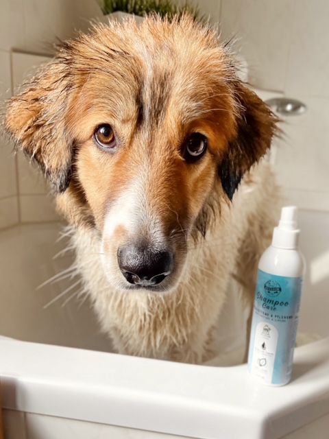 Bellfor Hundeshampoo Care von Bellfor