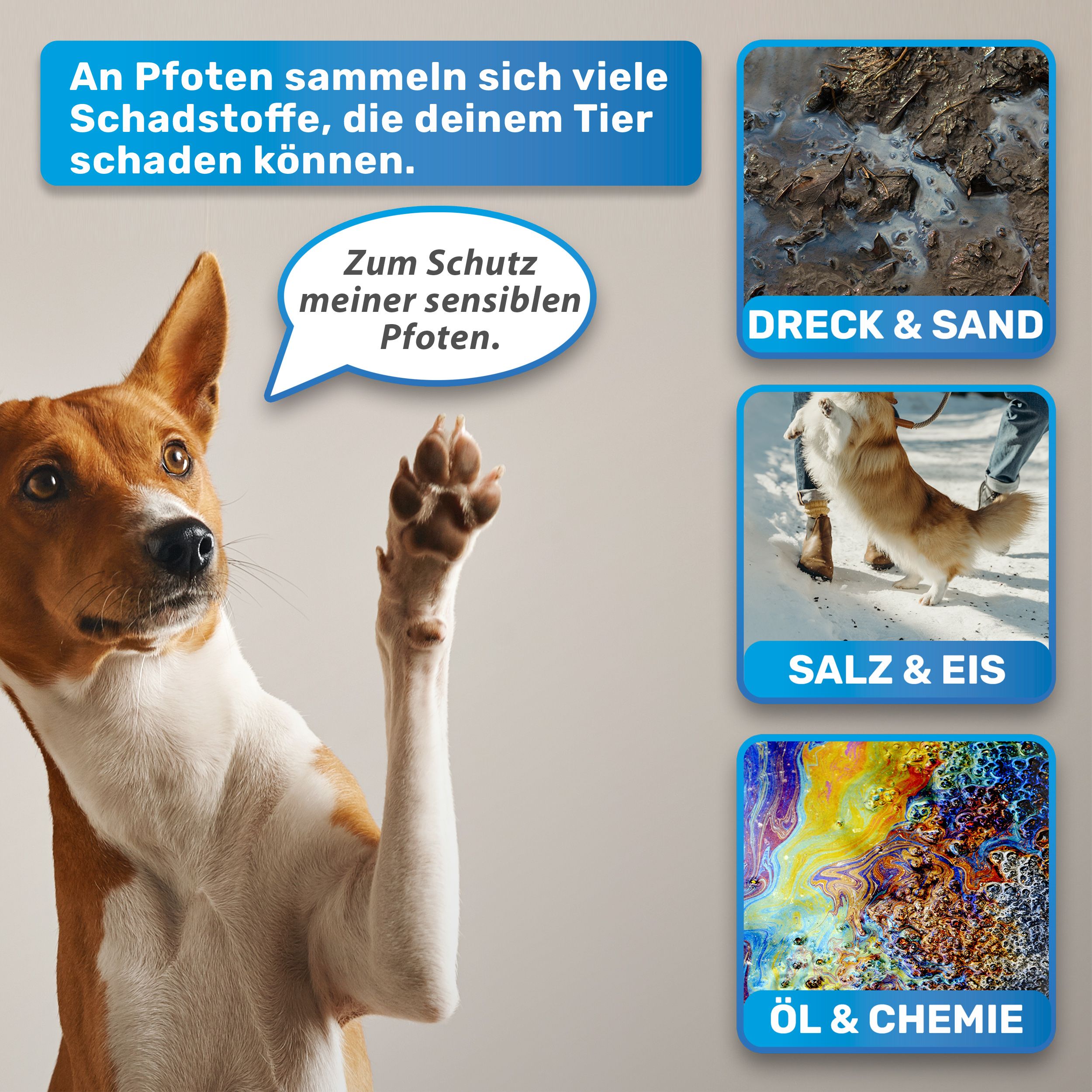Hund hebt Pfote. Text: An Pfoten sammeln sich viele Schadstoffe, die deinem Tier schaden können. Bilder: Dreck & Sand, Salz & Eis, Öl & Chemie.