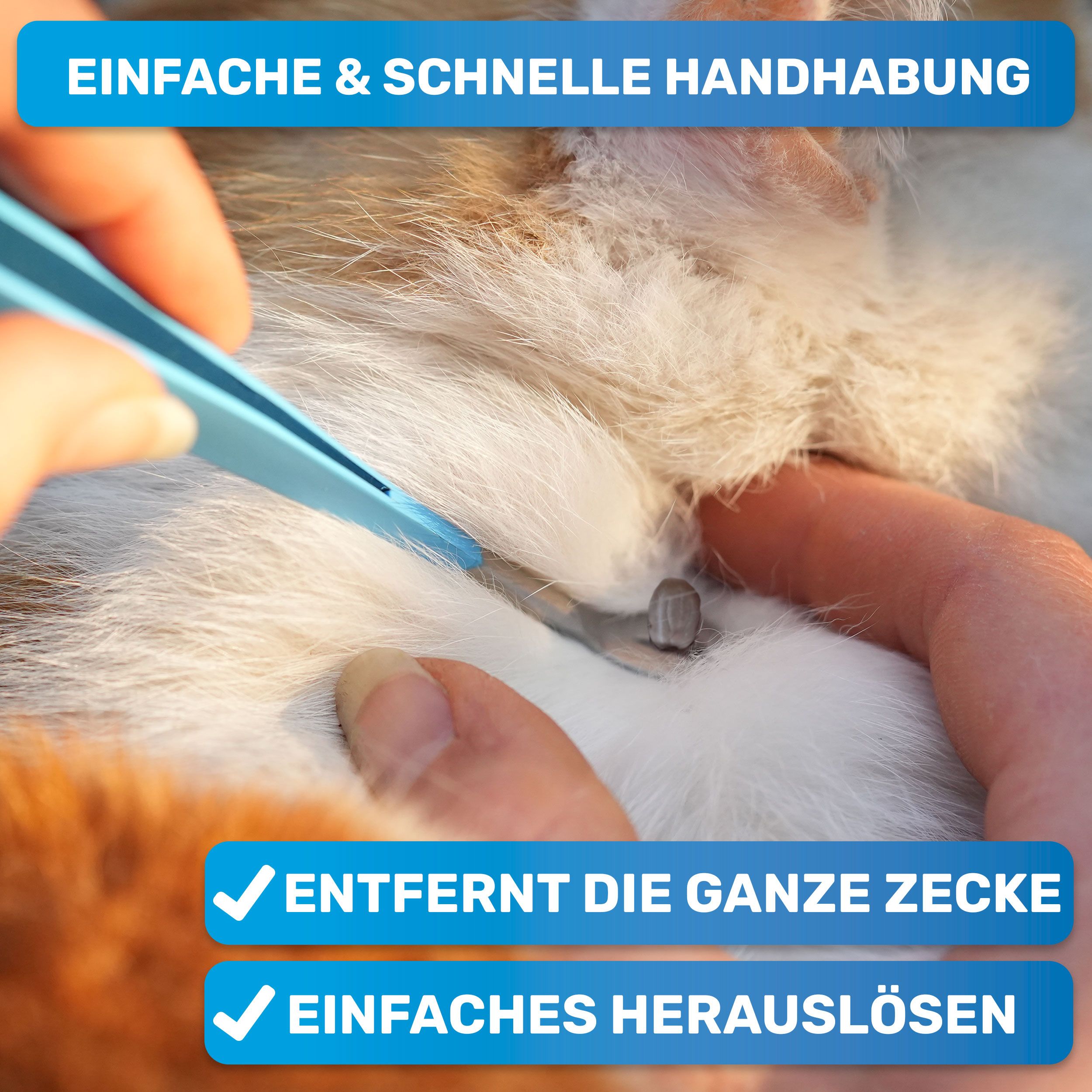 Blaue Zeckenpinzette entfernt eine Zecke von einer Katze. Hände sind sichtbar. Aufschrift: BluePet.