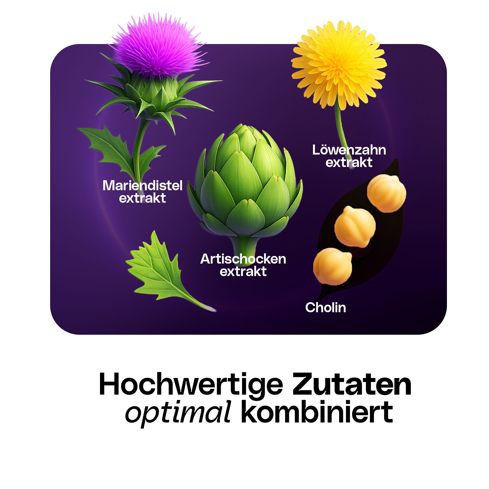 Grafik mit Mariendistel, Artischocke, Löwenzahn und Cholin. Text: Hochwertige Zutaten optimal kombiniert.