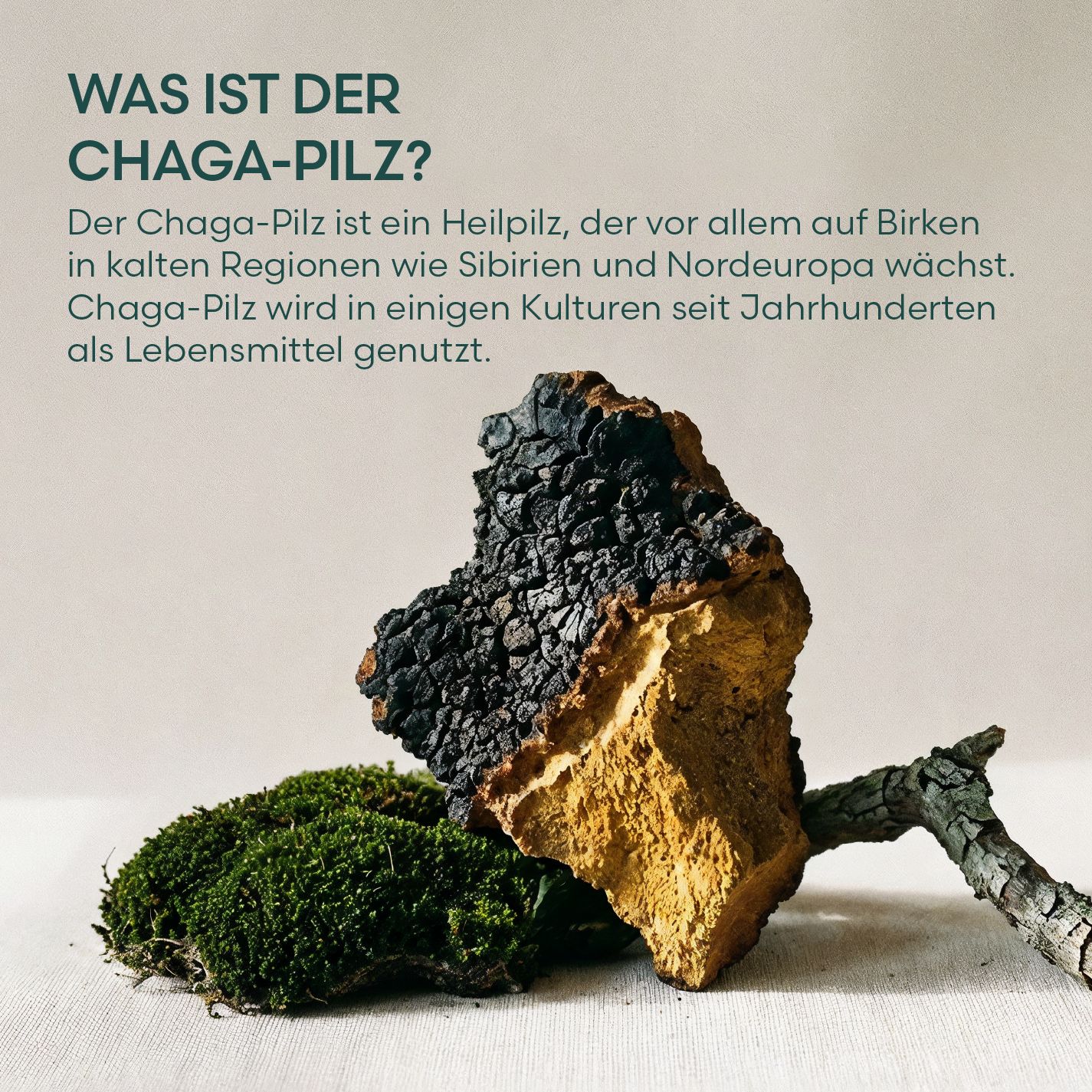 Chaga-Pilz auf Moos und Ast. Text: Was ist der Chaga-Pilz? Er wächst in kalten Regionen wie Sibirien und Nordeuropa.