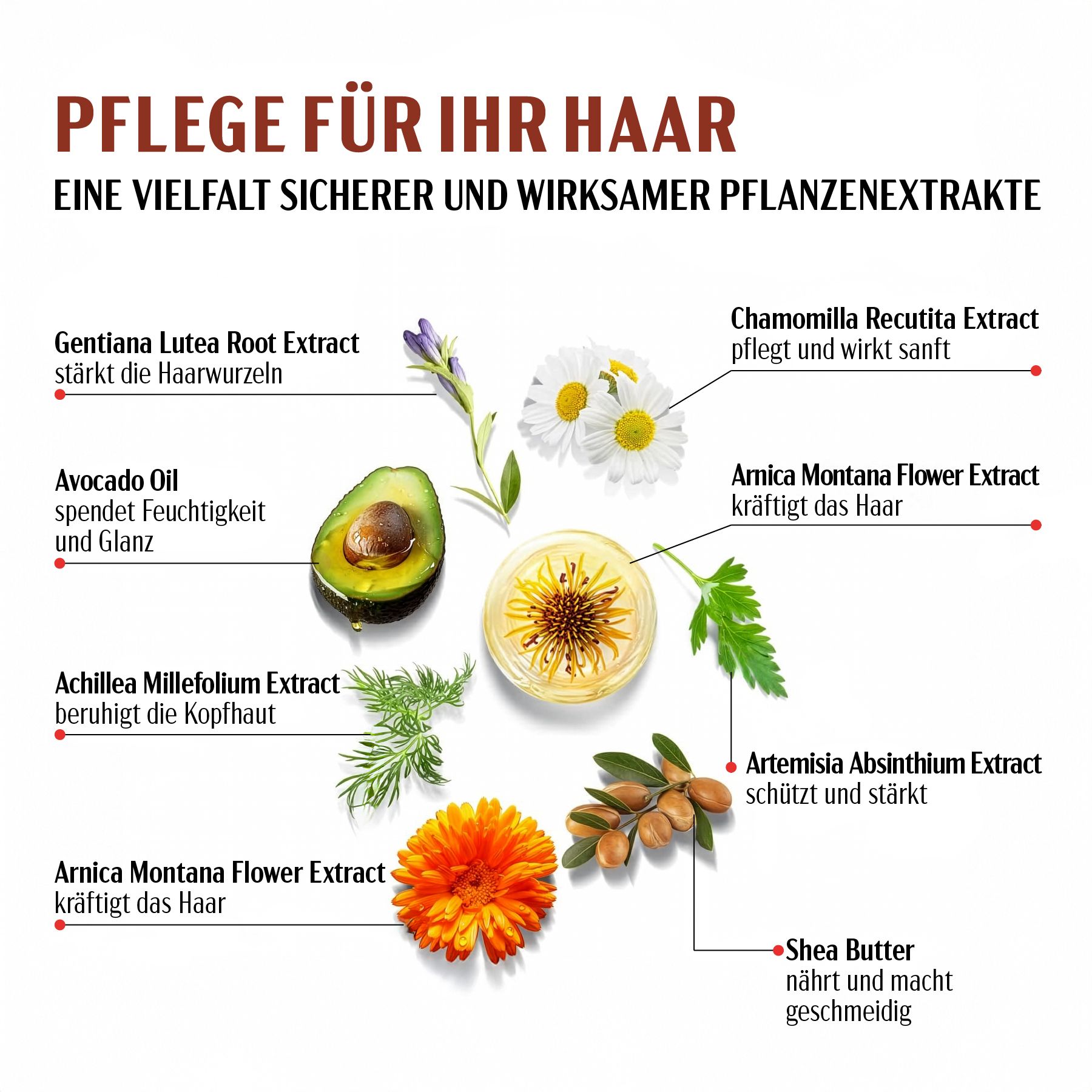 Diagramm mit Pflanzenextrakten. Text: Pflege für Ihr Haar. Inhaltsstoffe: Avocadoöl, Kamille, Arganöl, Sheabutter.