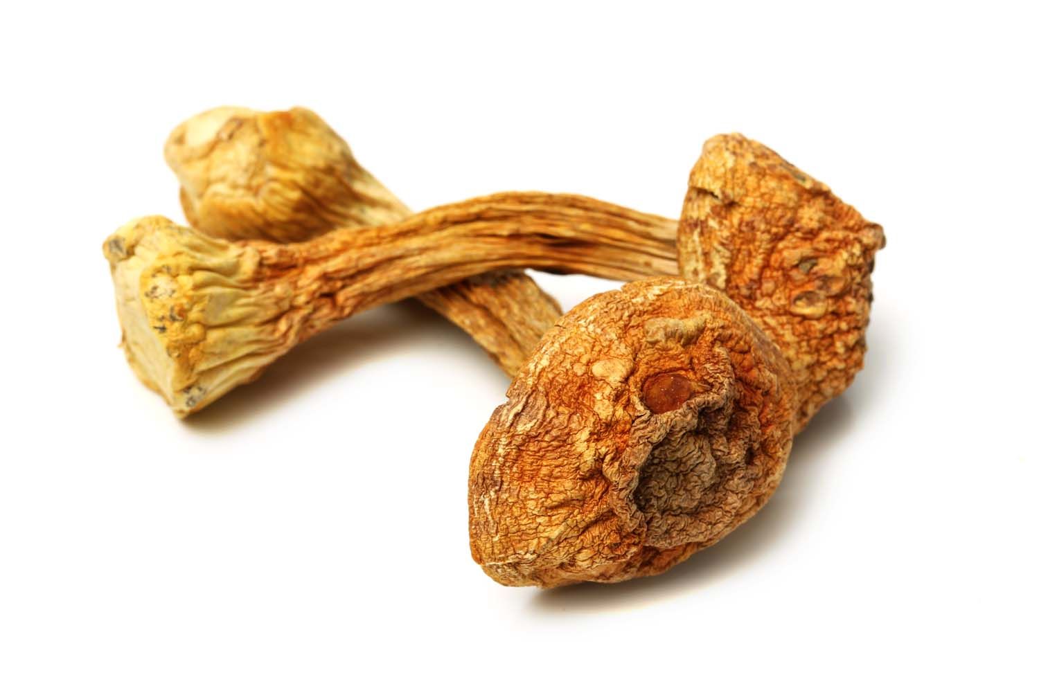 Drei getrocknete Pilze mit brauner Farbe und unebener Oberfläche. Auf weißem Hintergrund.
