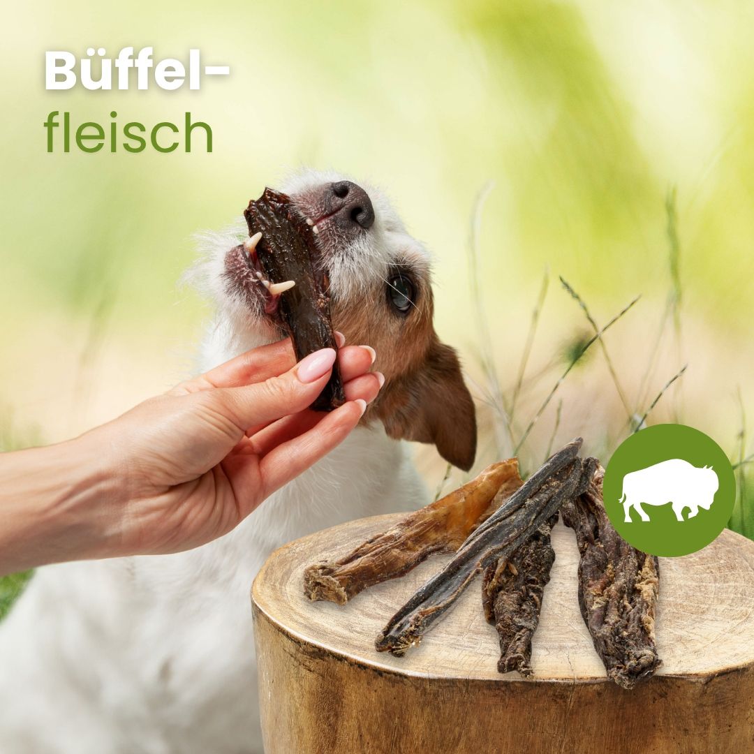 Hund kaut Büffelfleisch-Kauartikel. Mehrere Stücke liegen auf einem Baumstumpf.