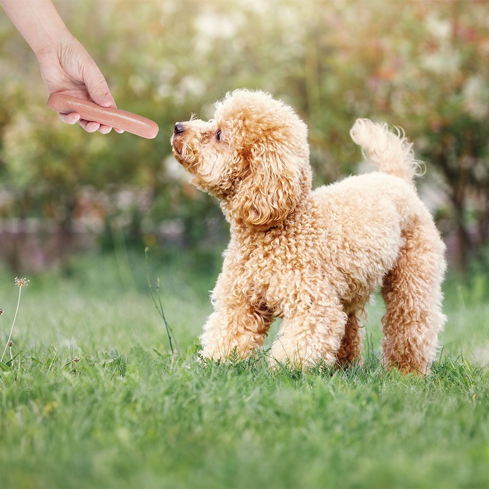 Ein Hund wird mit einer Wurst gefüttert. Der Hund steht auf Gras.