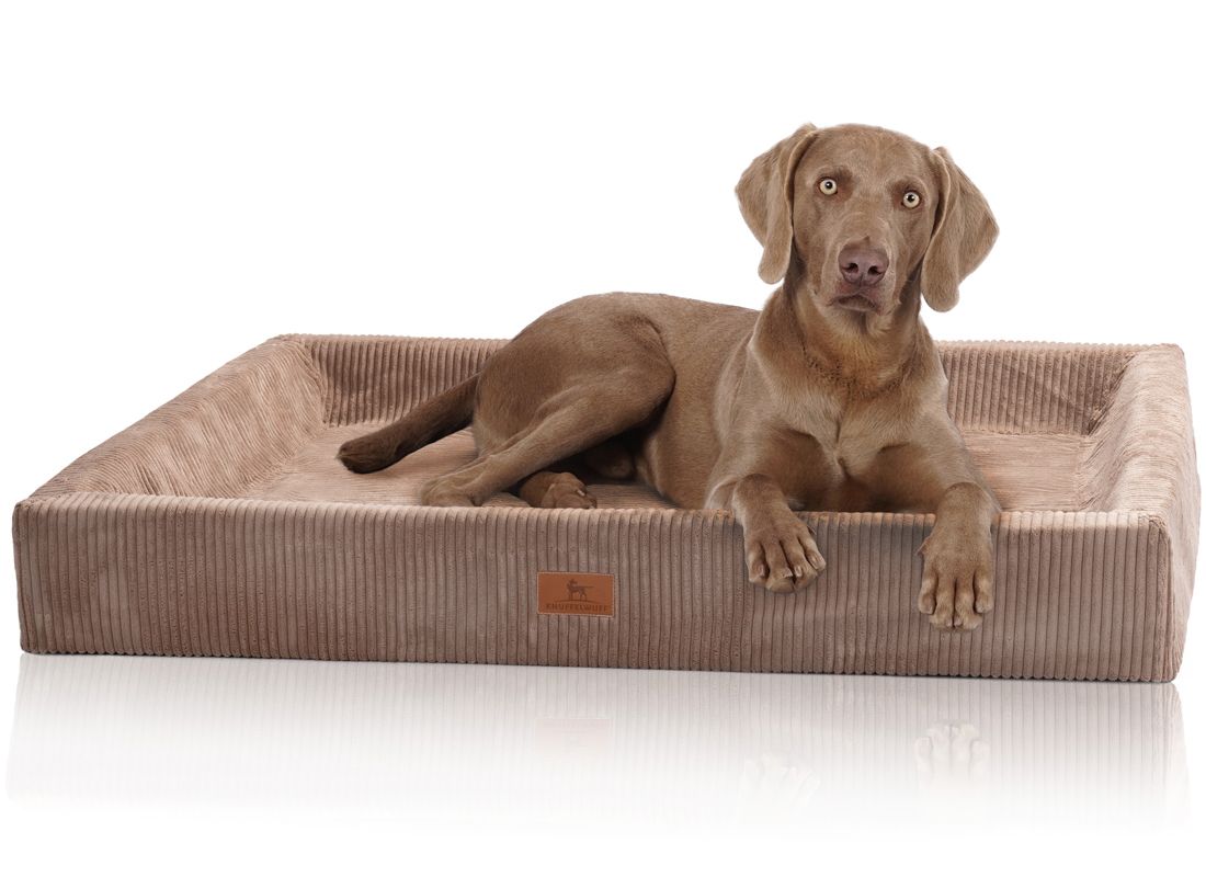Hund liegt auf orthopädischem Hundebett. Beige, rechteckig, mit erhöhtem Rand. Cord-Optik. Logo-Etikett. Weißer Hintergrund.
