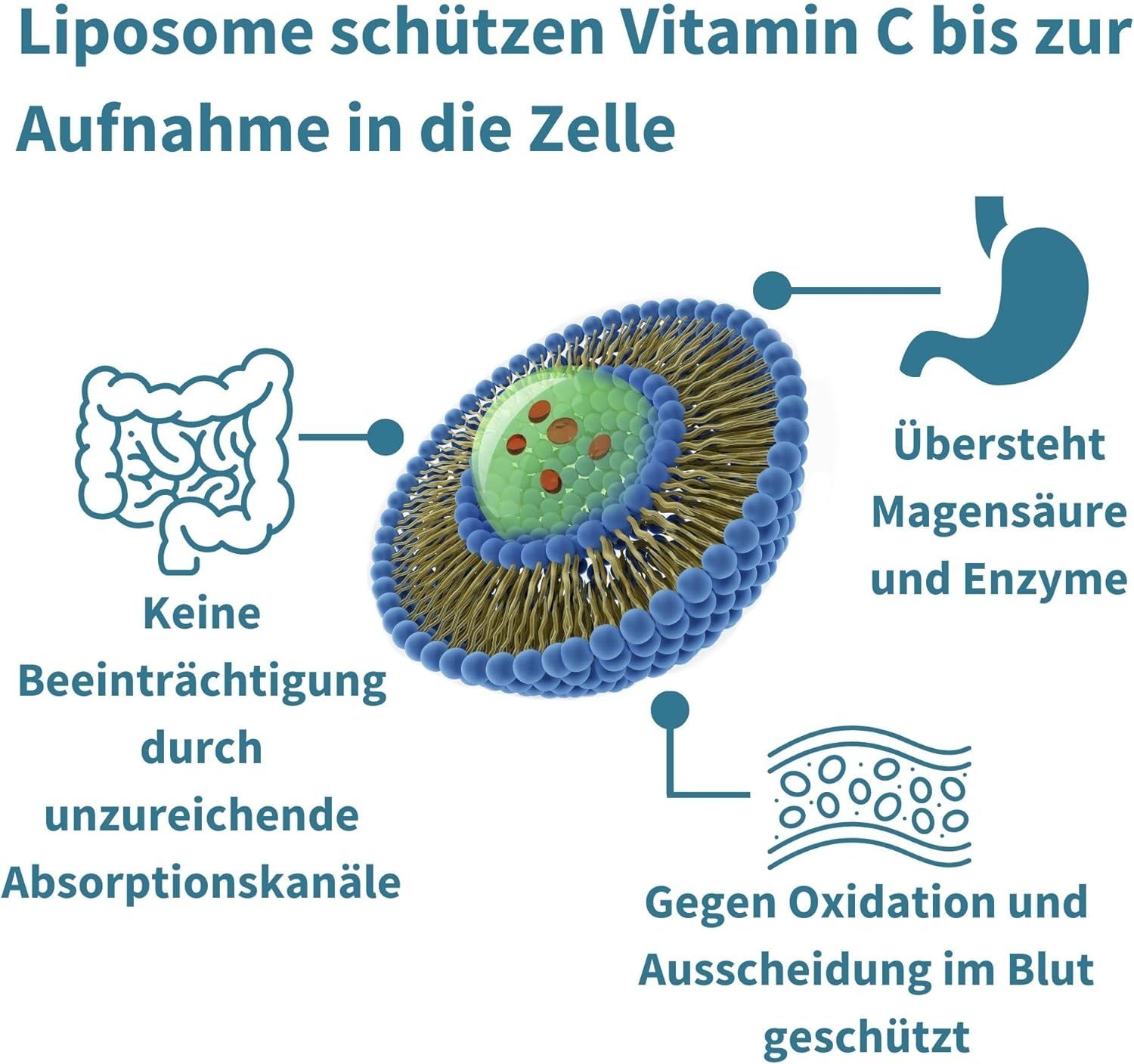 Igennus Liposomales Vitamin C Zink Ml Shop Apotheke