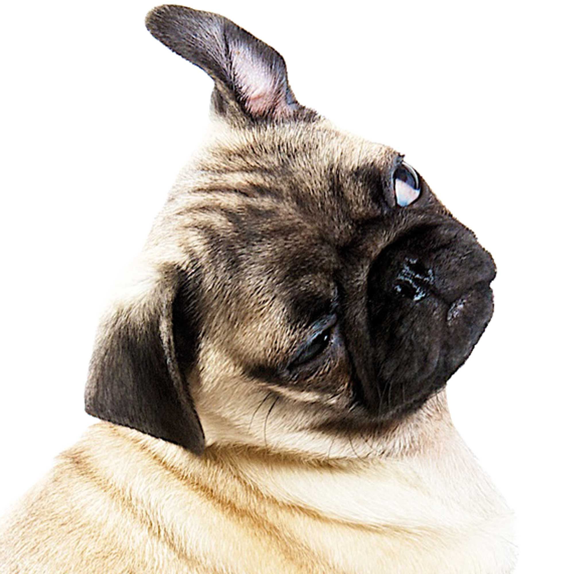 Nahaufnahme eines Mops-Gesichts. Beige und schwarzes Fell, Blick zur Seite, vor weißem Hintergrund.