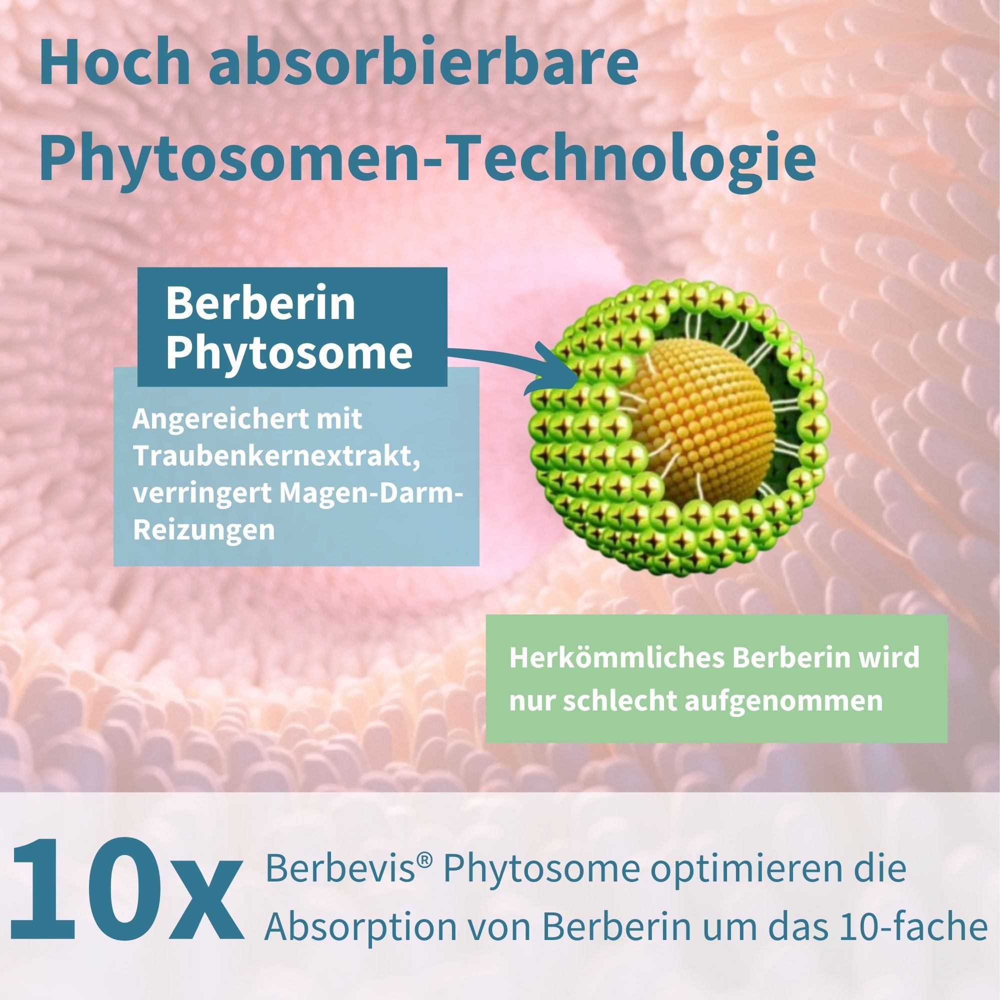 Grafik mit einer Kapsel. Text: Berberin Phytosom. Text: 10x Berbervis Phytosom optimieren die Absorption von Berberin.