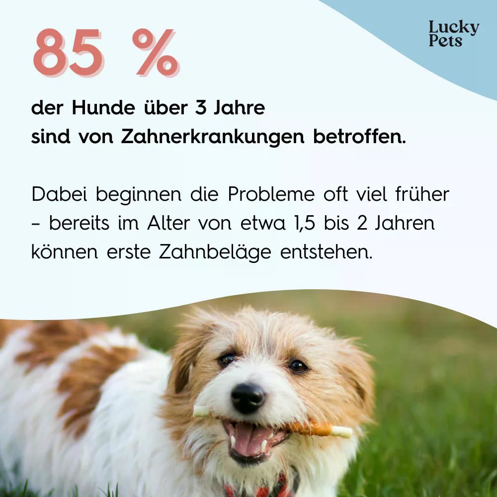 Text mit der Aussage, dass 85% der Hunde über 3 Jahren von Zahnerkrankungen betroffen sind. Hund mit Kauartikel.