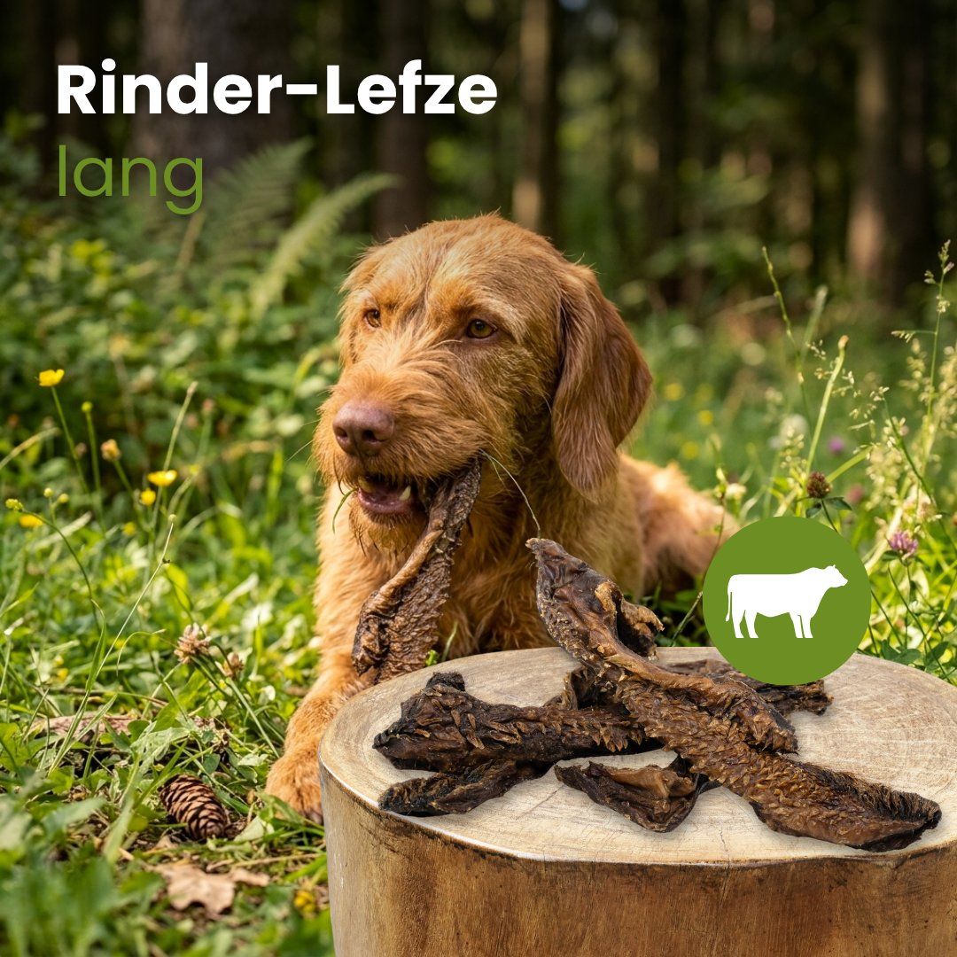 Hund kaut auf langen Rinderlefzen im Wald.