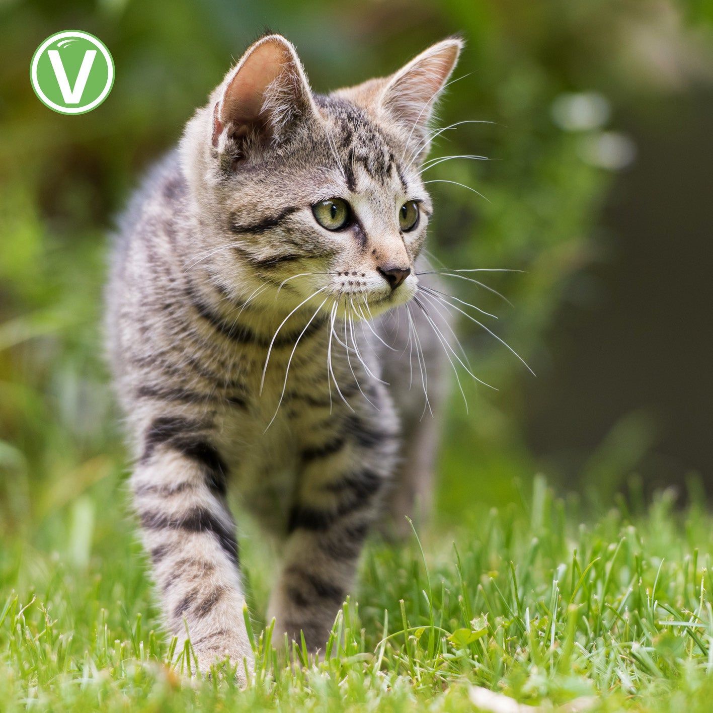 Vetlando Citrolyptus Zecken- und Floh Spot On Pipetten für Katzen