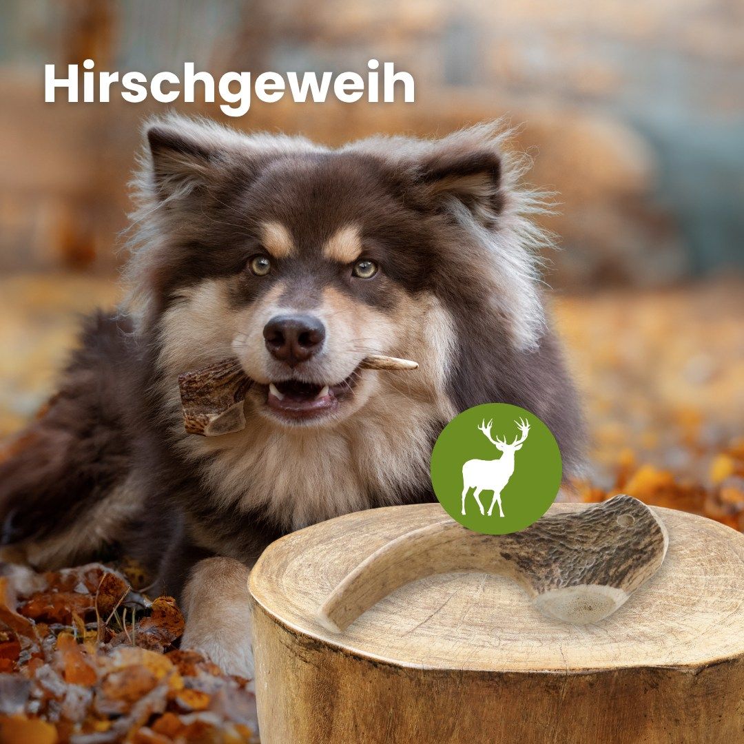 Hund kaut auf einem Hirschgeweih-Stück.