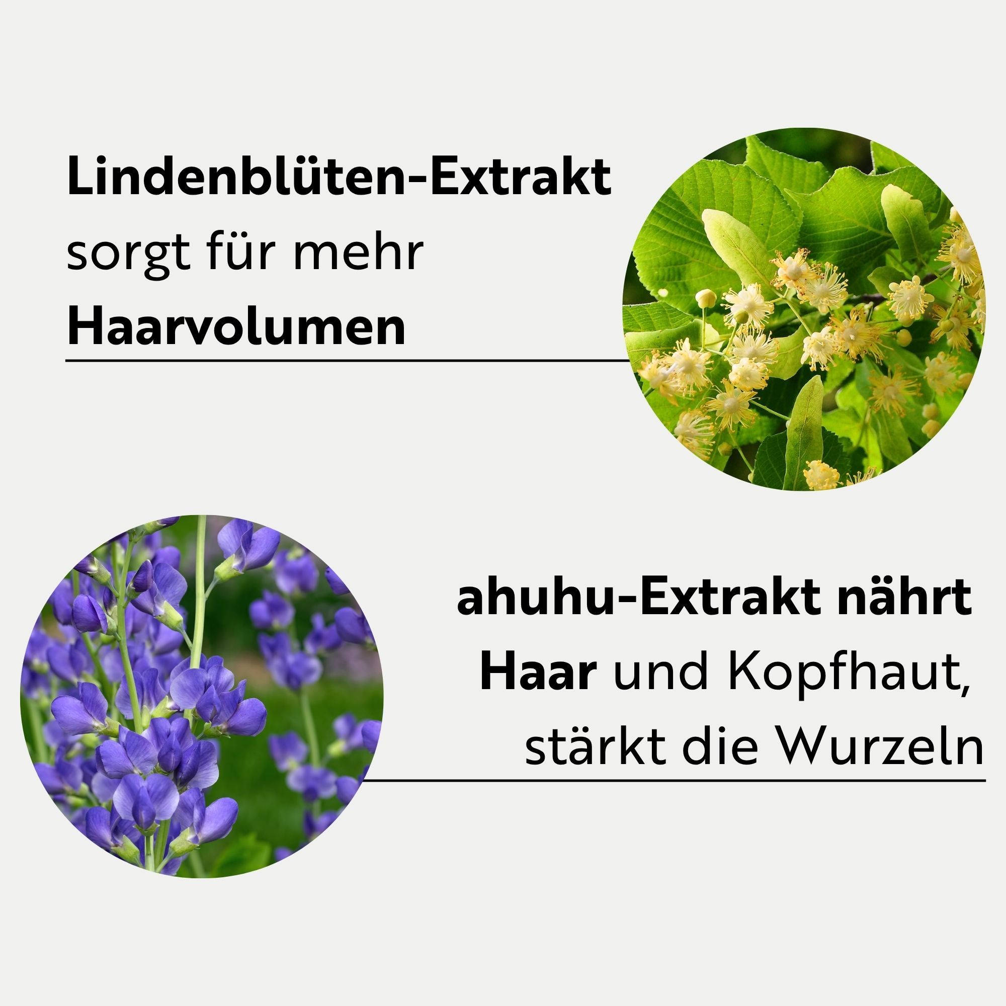 Kreisförmige Abbildungen von Lindenblüten-Extrakt und ahuhu-Extrakt. Text: Lindenblüten-Extrakt sorgt für mehr Haarvolumen. ahuhu-Extrakt nährt Haar und Kopfhaut, stärkt die Wurzeln.