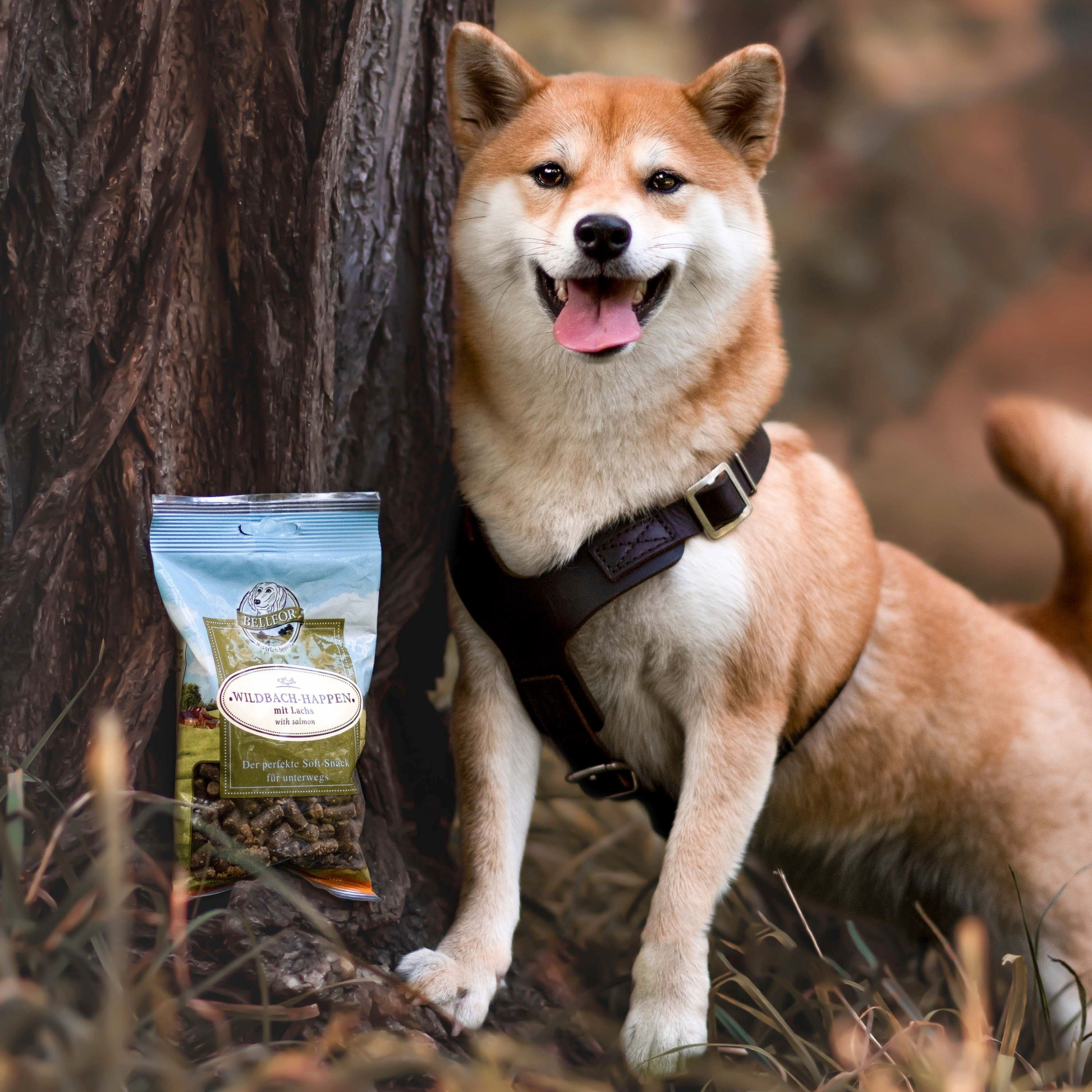 Ein Hund mit braunem Fell und Geschirr neben einer Tüte mit Snacks. Die Tüte zeigt Produktinformationen.